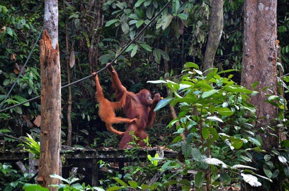 Малайзия (с островом Борнео) (6/50)