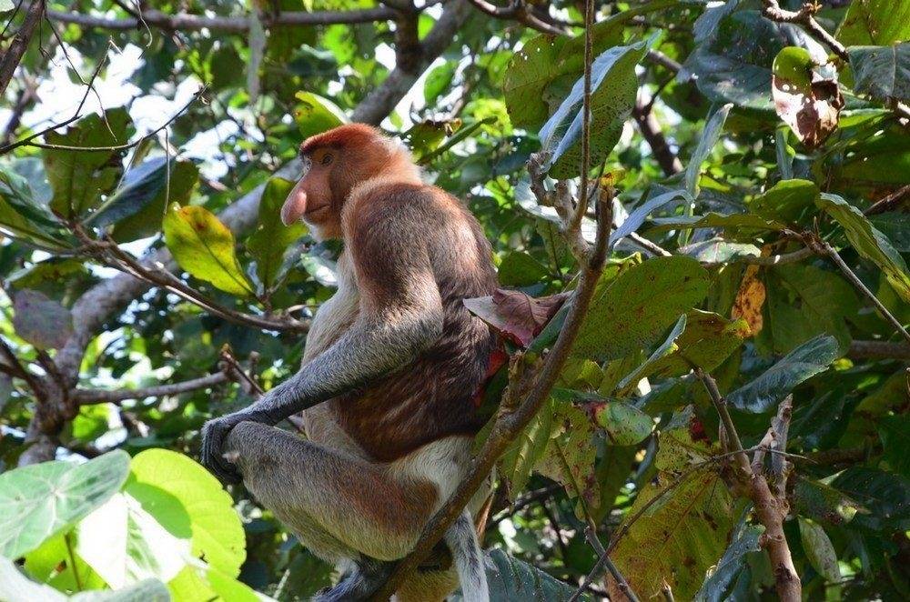 Малайзия (с островом Борнео) (4/50)