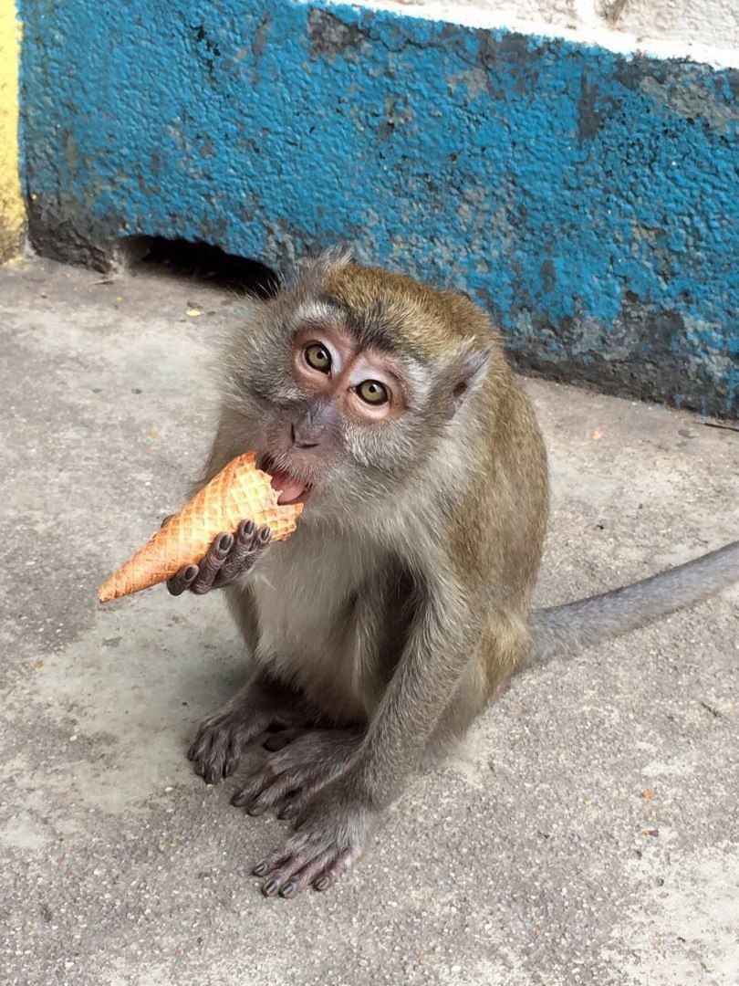 Экспедиция 5 стран Юго-Восточной Азии! (3/118)