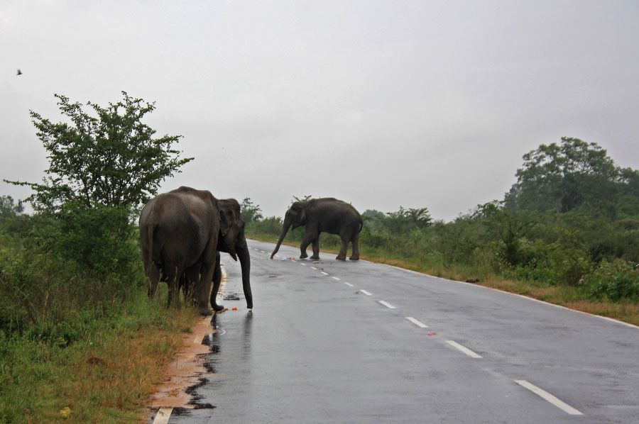 Золотое кольцо Шри-Ланки (4/52)