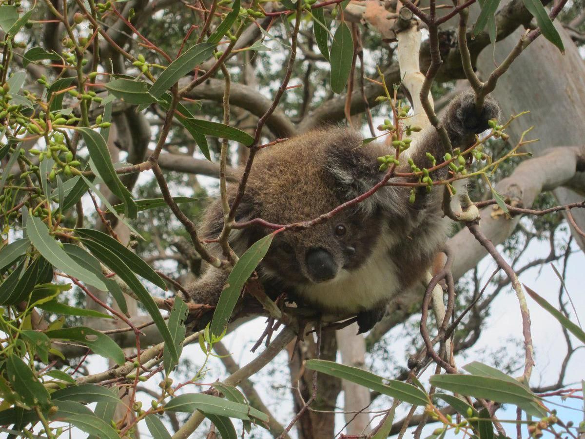 Путешествие на север Австралии (5/16)