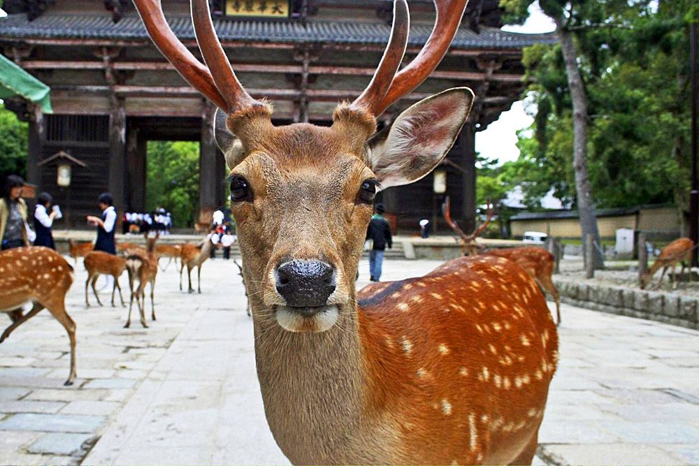ЦВЕТЕНИЕ САКУРЫ (19/59)
