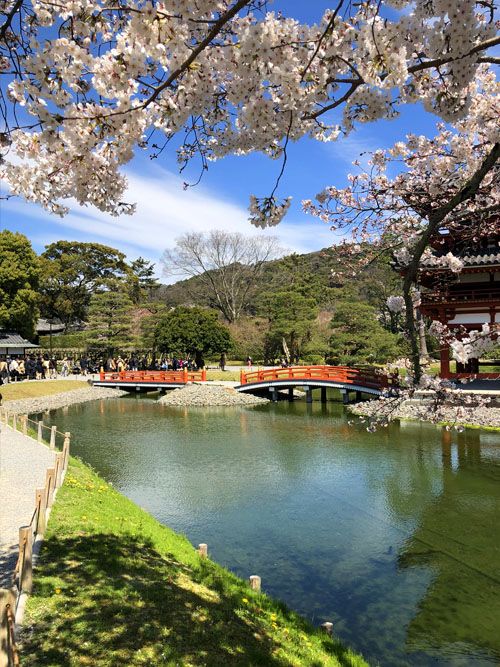 ЦВЕТЕНИЕ САКУРЫ (30/59)