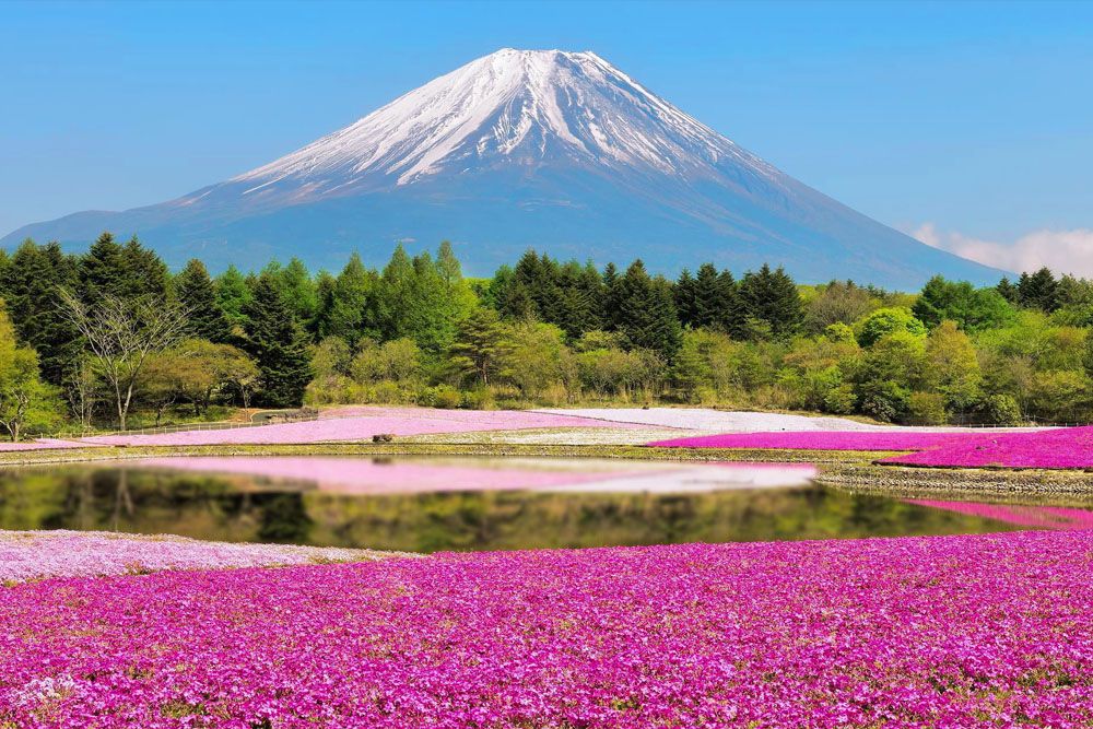 ЦВЕТЕНИЕ САКУРЫ (14/59)