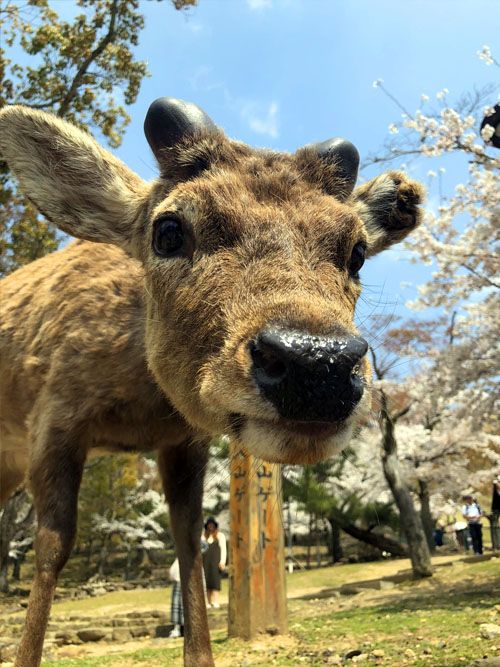 ЦВЕТЕНИЕ САКУРЫ (33/59)
