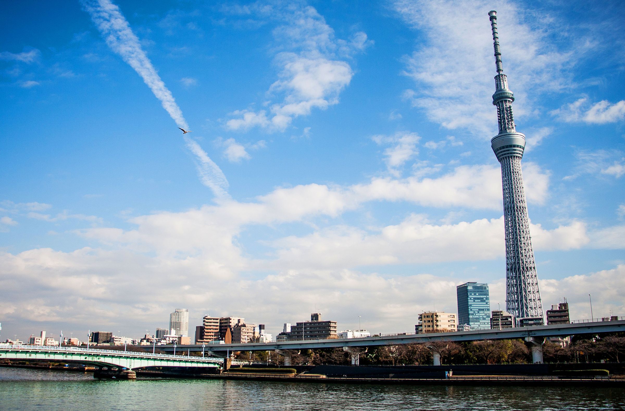 ЦВЕТЕНИЕ САКУРЫ (8/59)