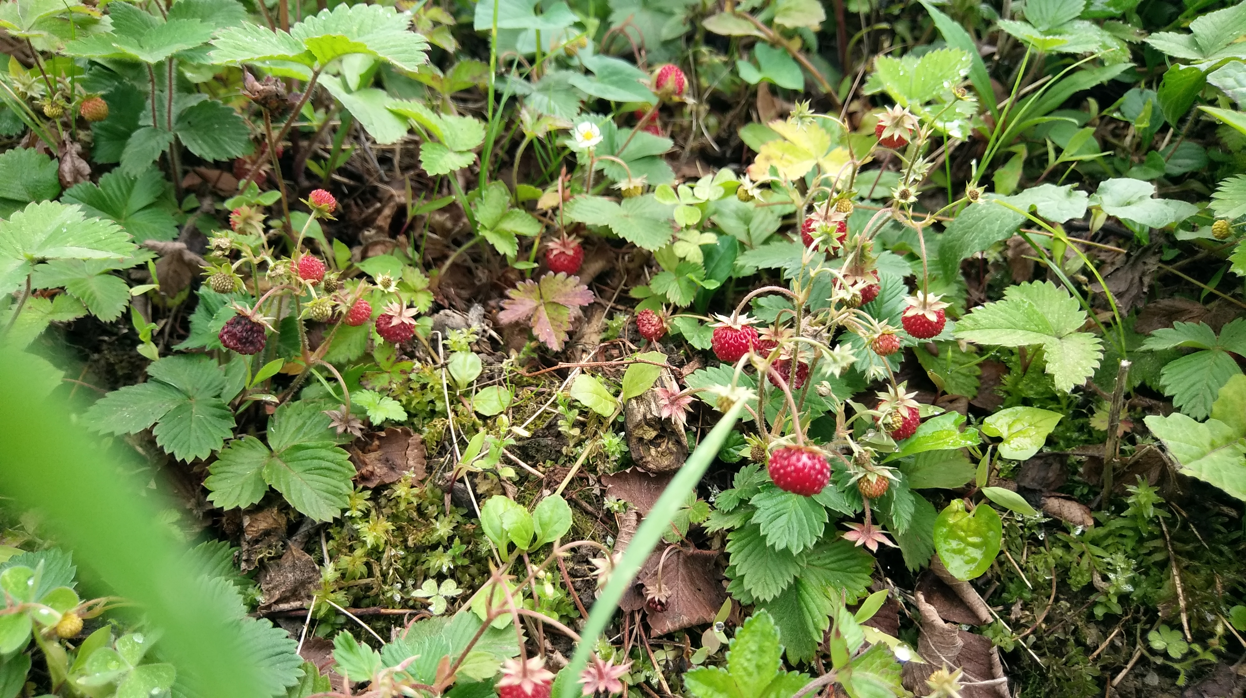 Духовное путешествие к шаману в горы (2/17)