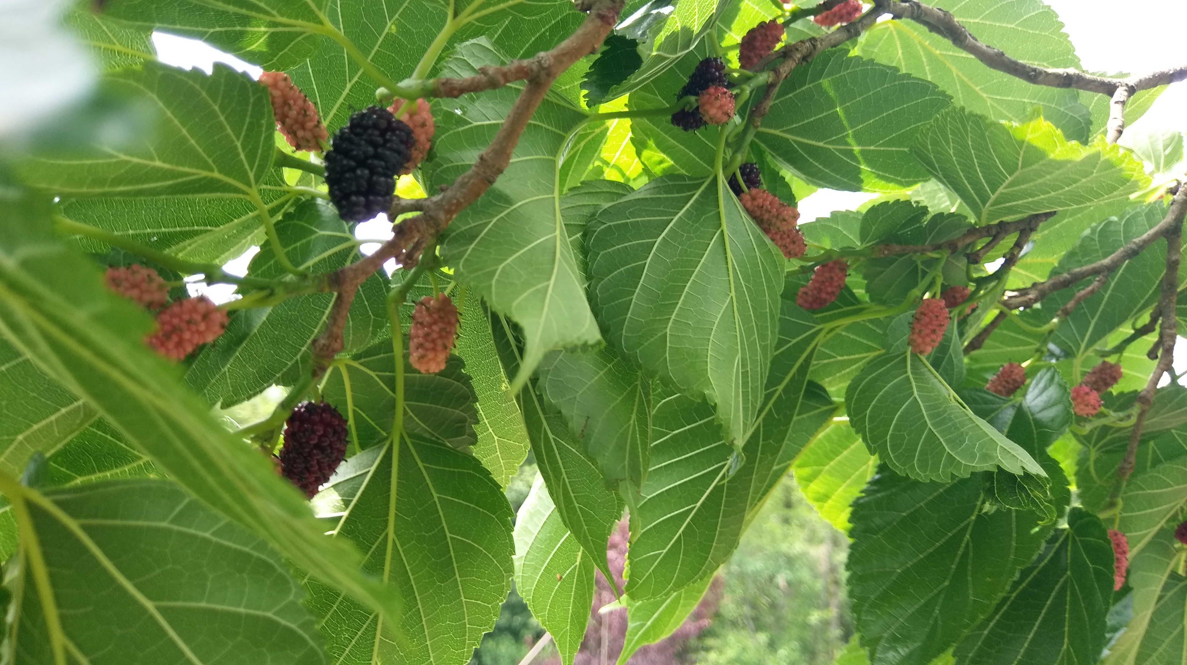 Духовное путешествие к шаману в горы (15/17)