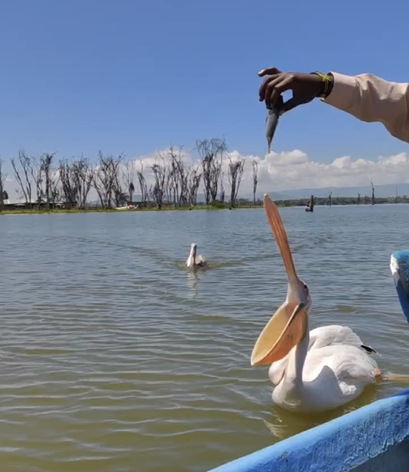 Другая Африка - Кения-Танзания-Занзибар (12/46)