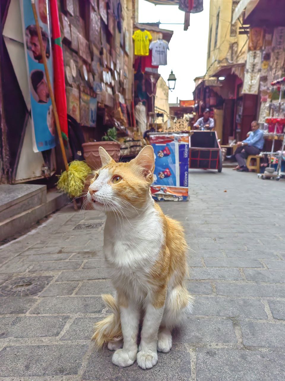 Сказочное Марокко (12/58)