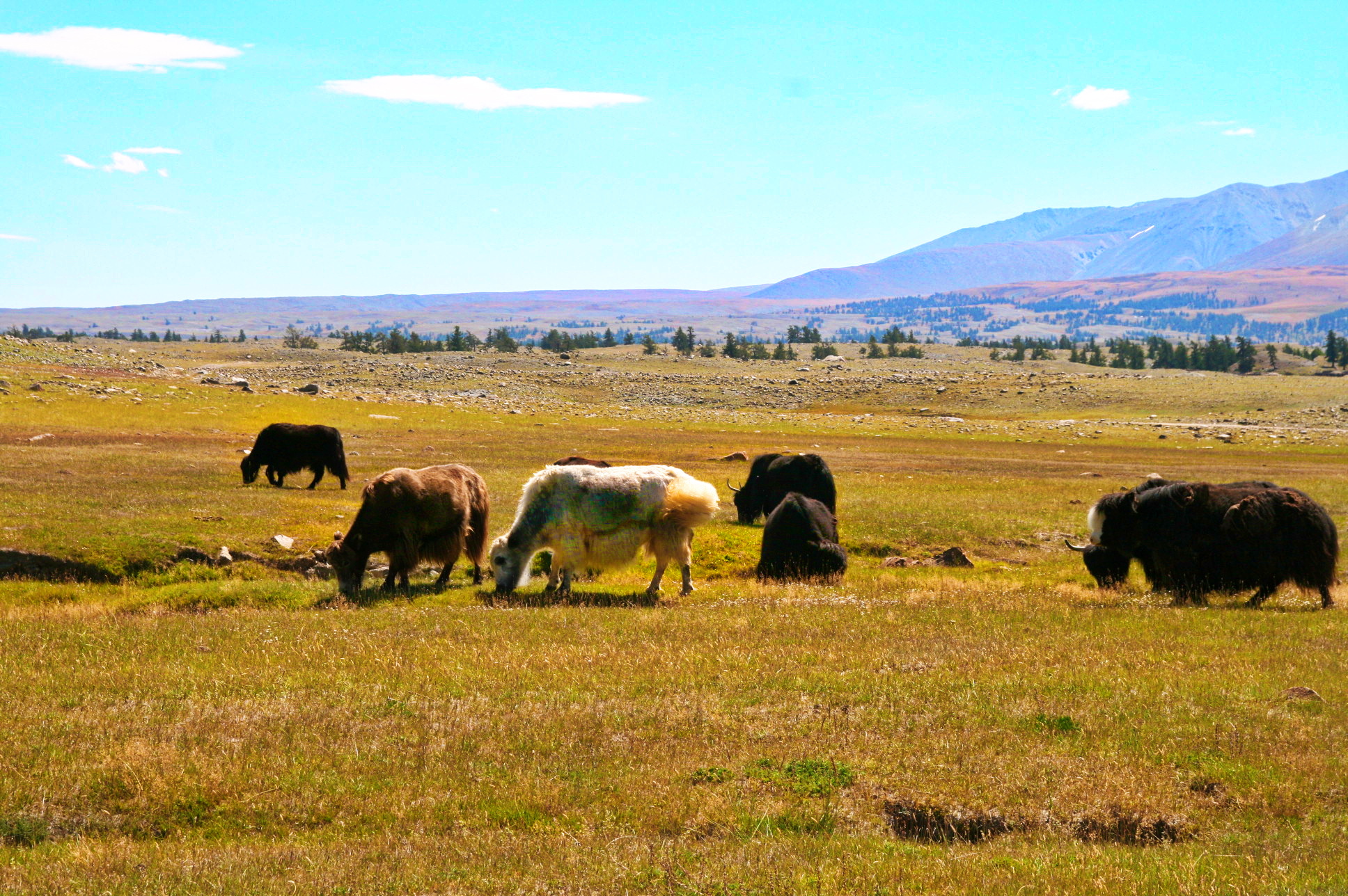 Тур Алтай-Монголия (максимум) (10/25)
