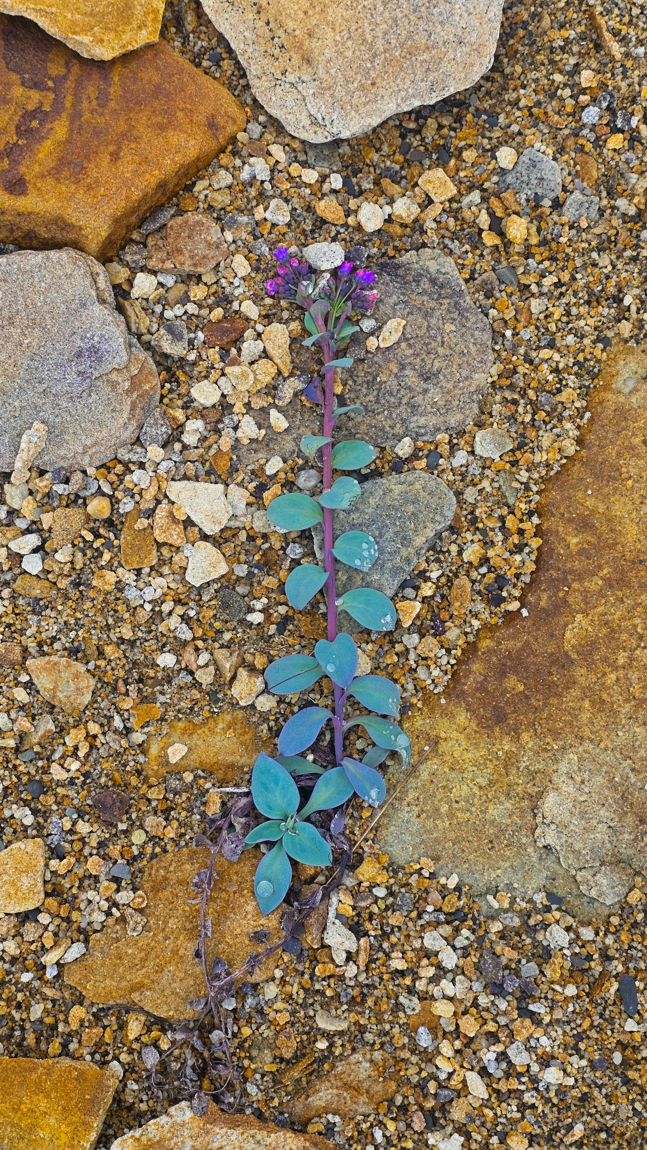 Полуостров Рыбачий. Красота севера без рюкзаков и длинных переходов. (40/56)