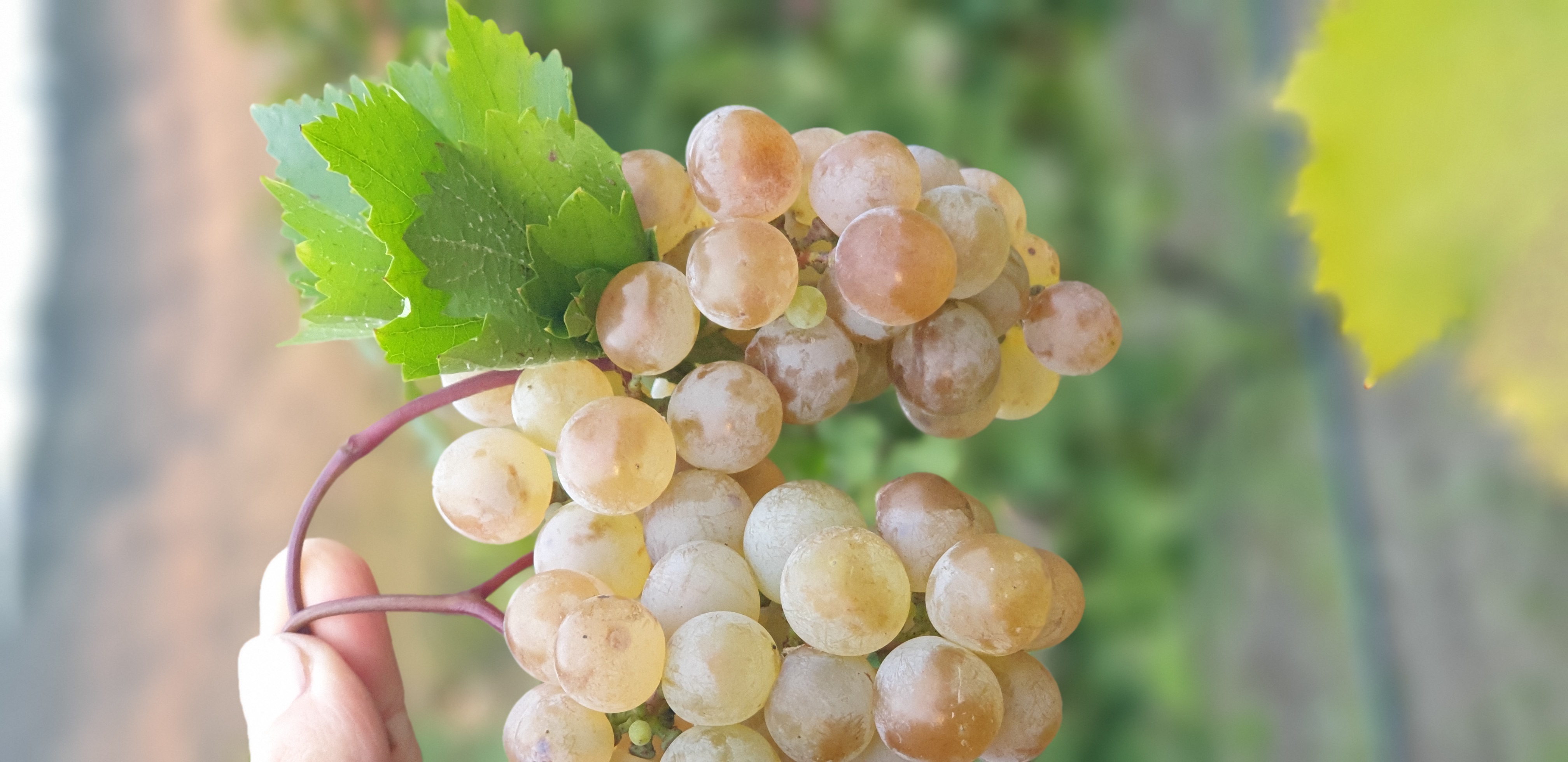 Ртвели  праздник урожая в Грузии. Осенний тематический тур (67/100)