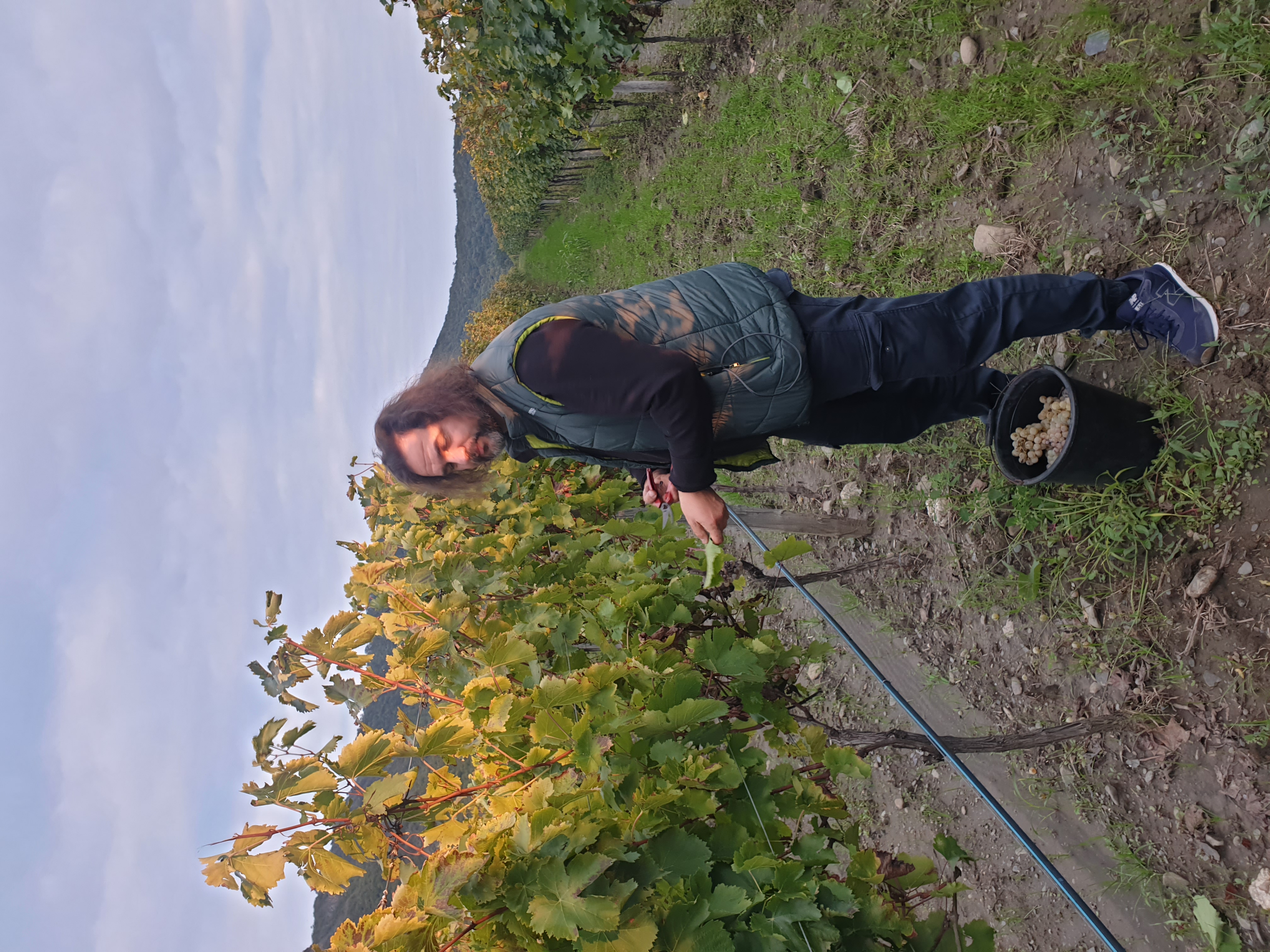 Ртвели  праздник урожая в Грузии. Осенний тематический тур (65/100)