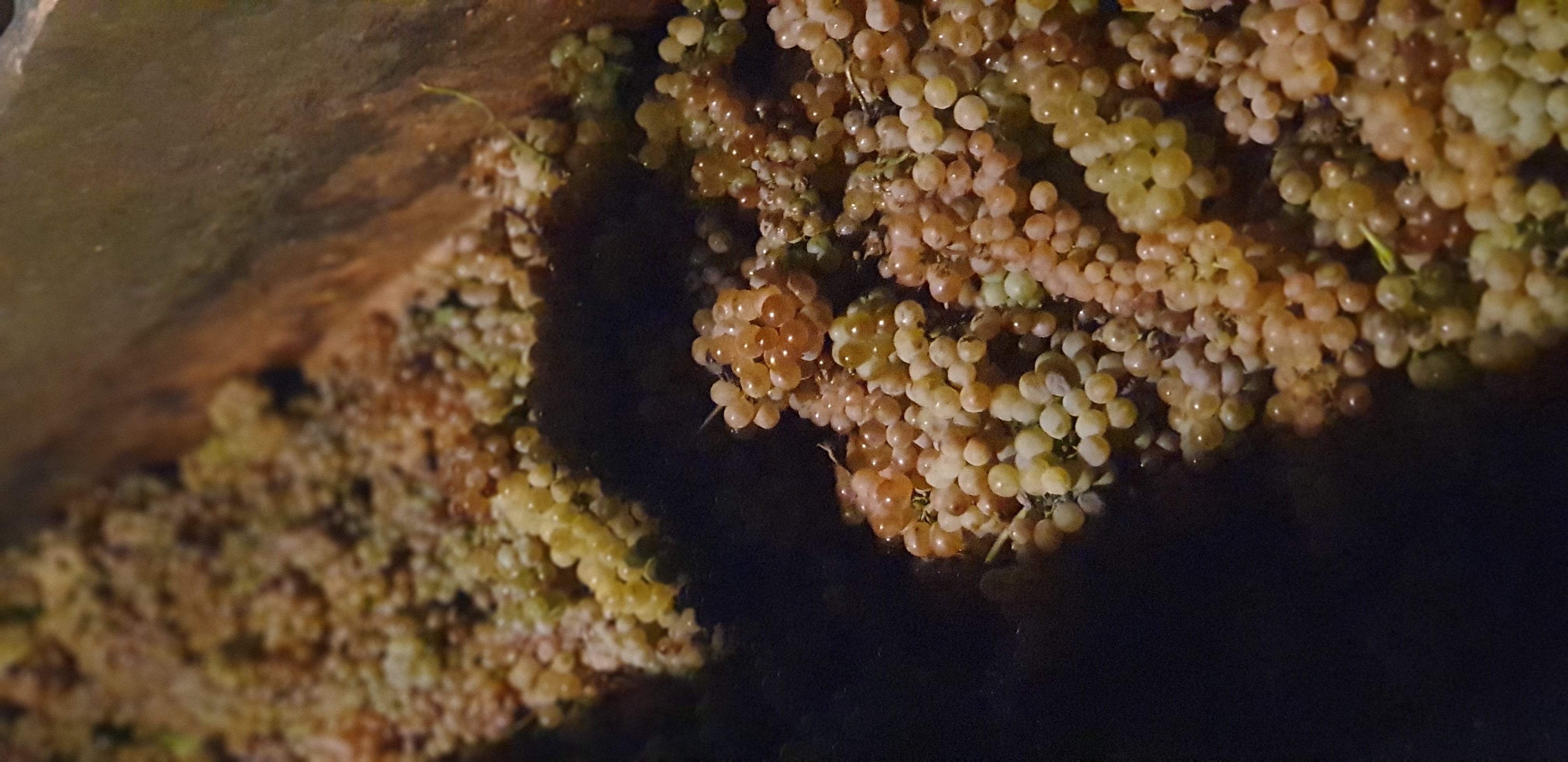 Ртвели  праздник урожая в Грузии. Осенний тематический тур (66/100)