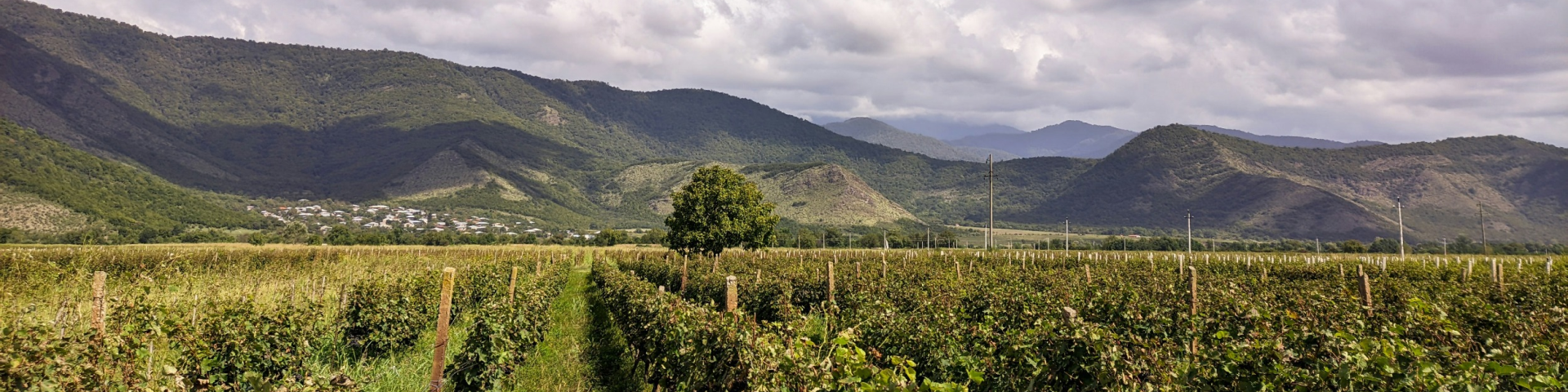 Грузия со вкусом вина: Тбилиси и Кахетия (5/29)