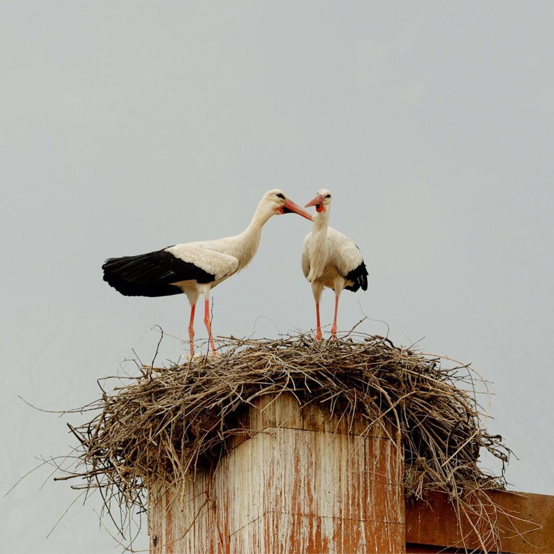 Эко-роскошь в дикой Армении. Винная дегустация, Джиппинг, Баня (14/55)