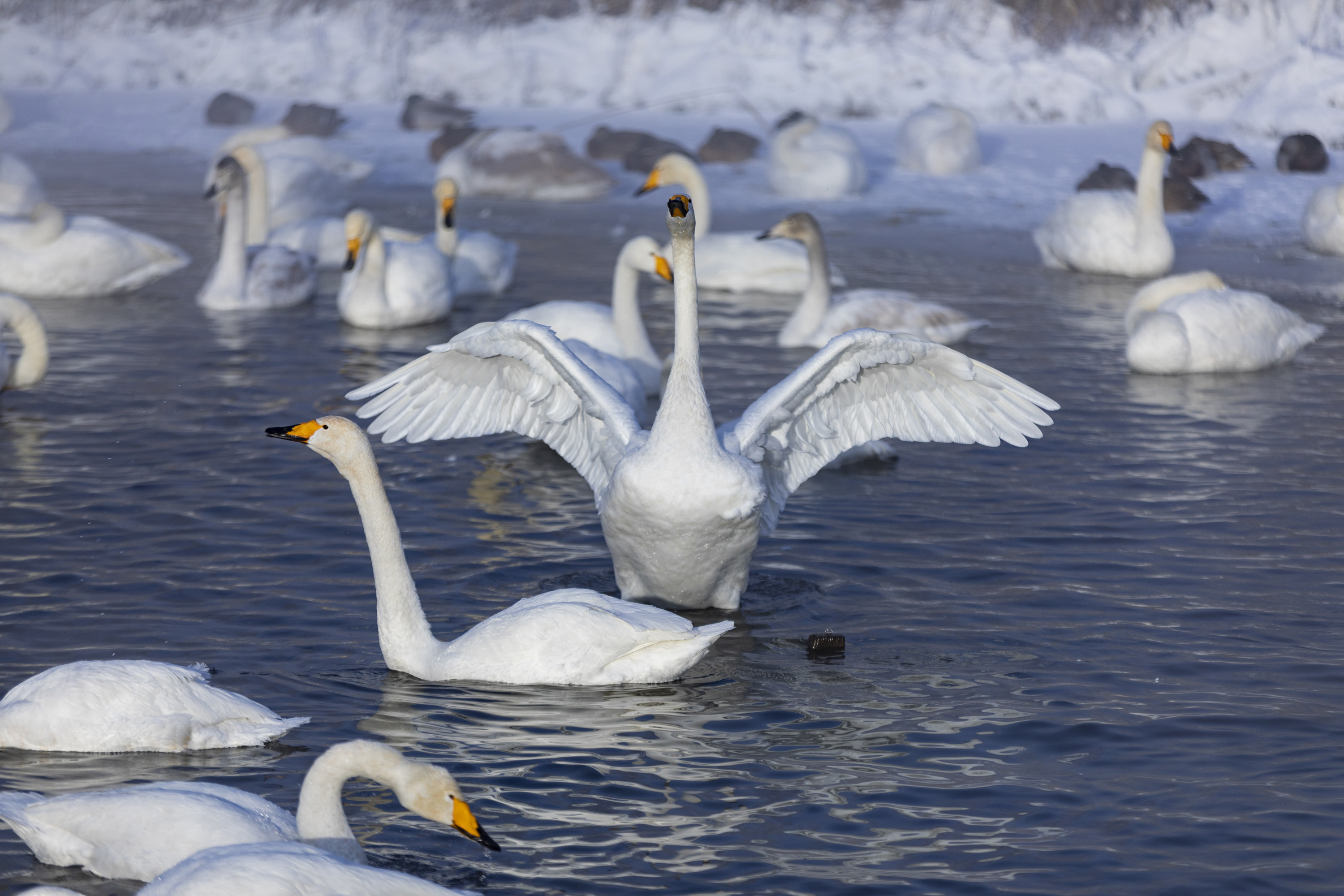 Алтай-ICE: Чемал, Чуйский тракт до Алтайского Марса и Лебединое озеро