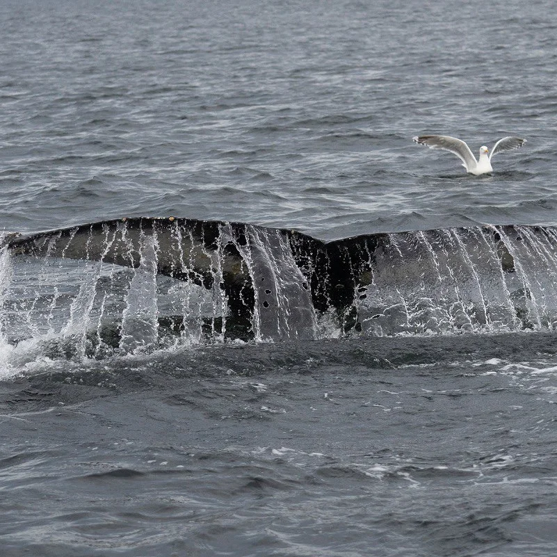 Териберка - Фотоохота за северным сиянием. 3 дня на Краю Света! (56/65)