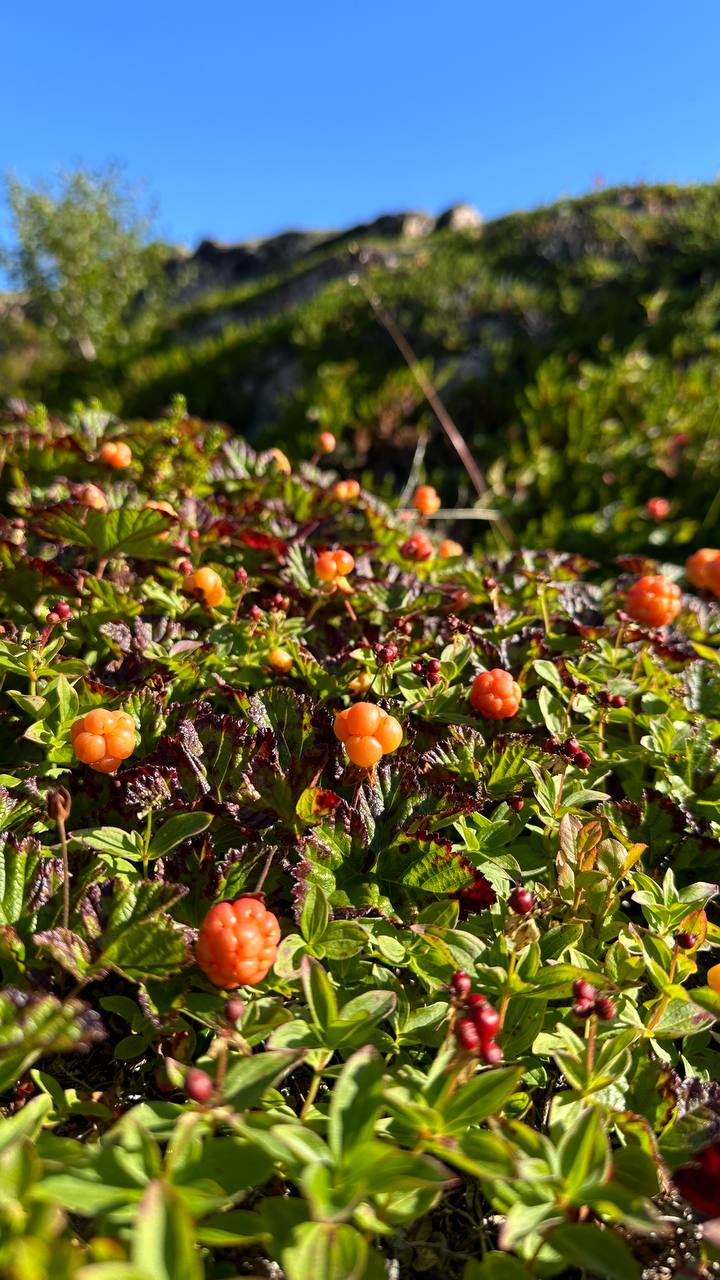 Териберка - Фотоохота за северным сиянием. 3 дня на Краю Света! (42/65)