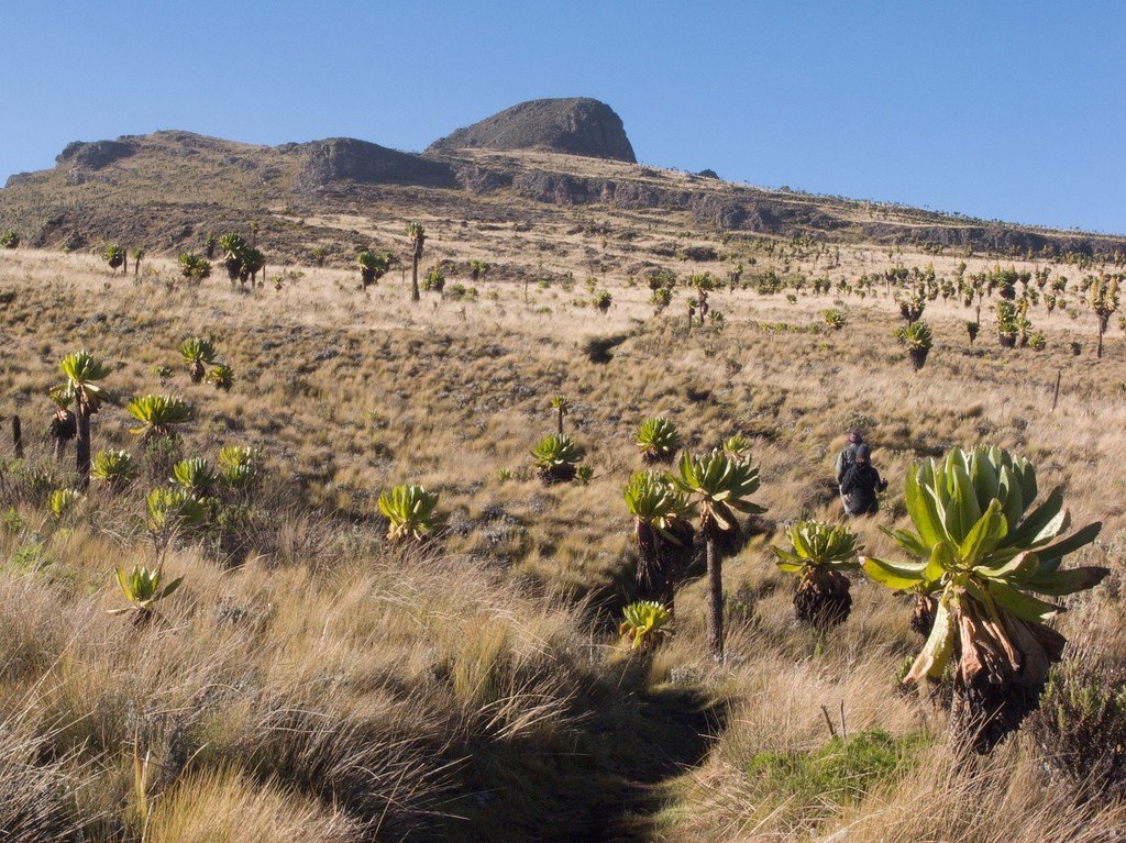 Беговое сафари в среднегорье Уганды (12/26)