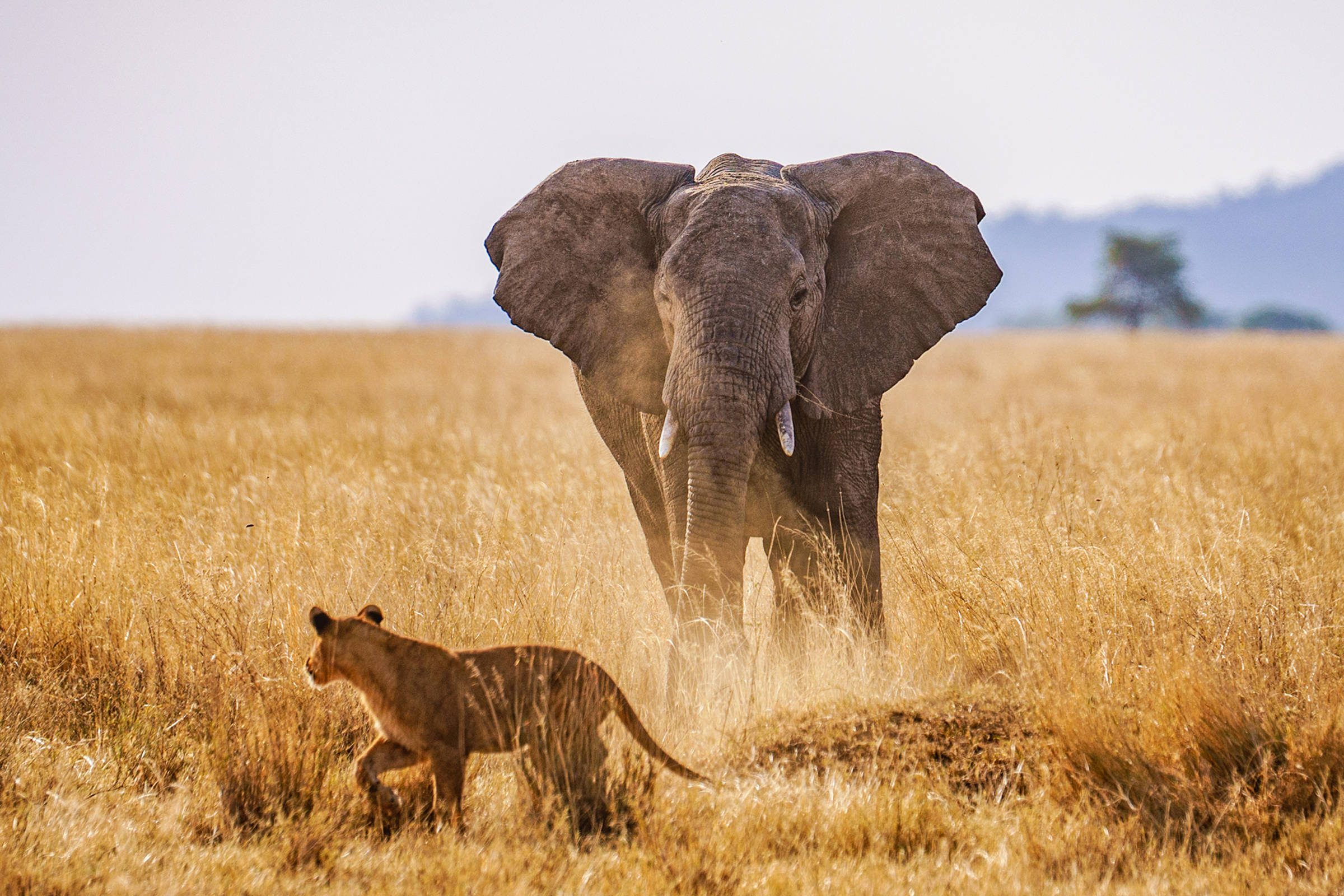 Беговое сафари в среднегорье Уганды (26/26)