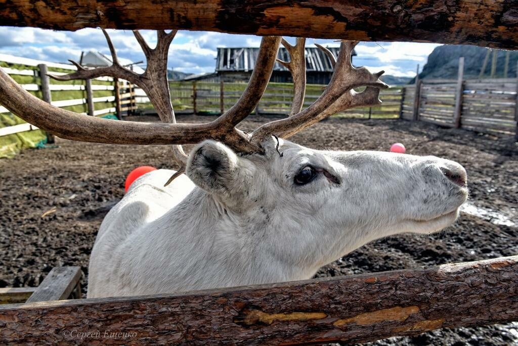 Териберка + Хибины: энергия севера (5/12)