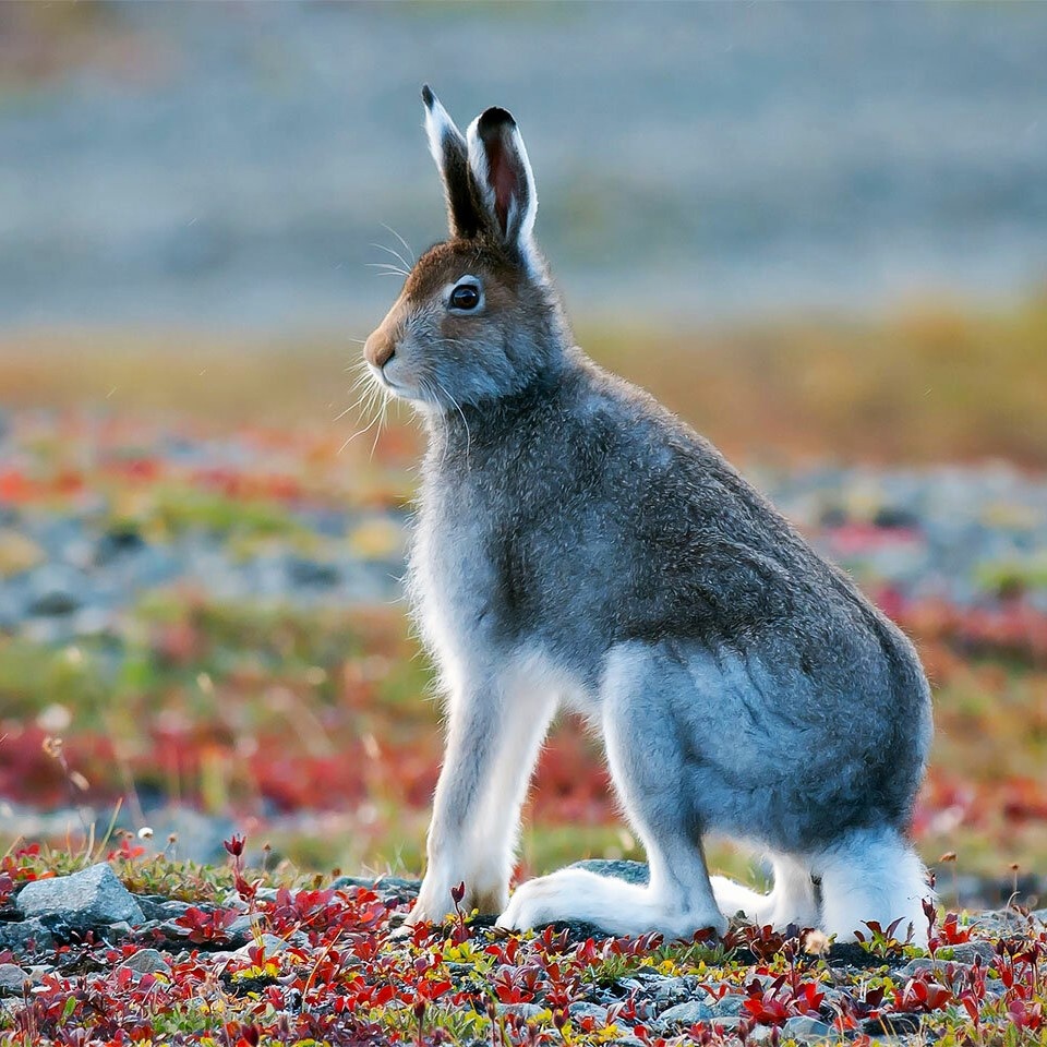 Териберка + Хибины: энергия севера (11/12)