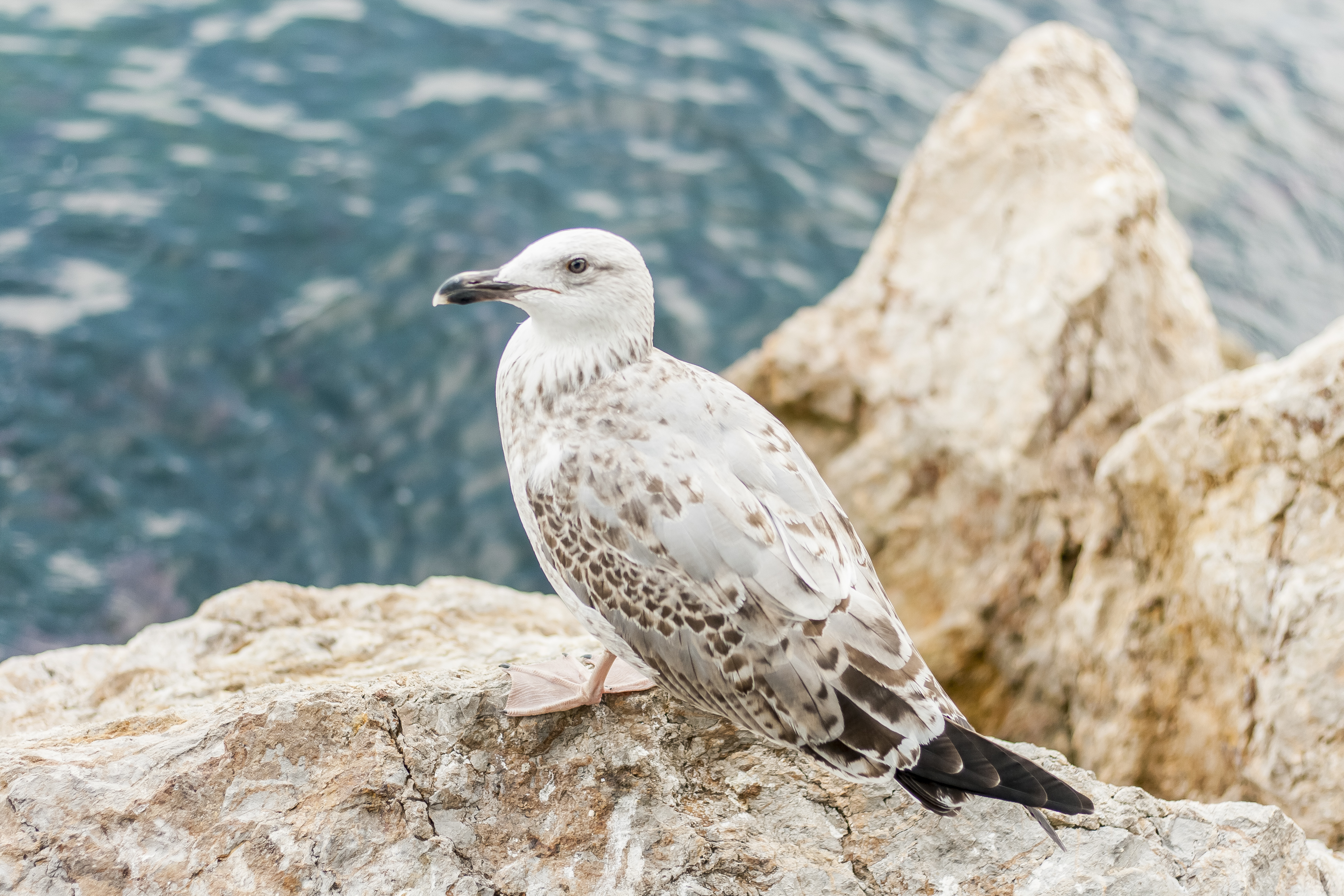 Фотопрогулка по Принцевым островам (6/8)