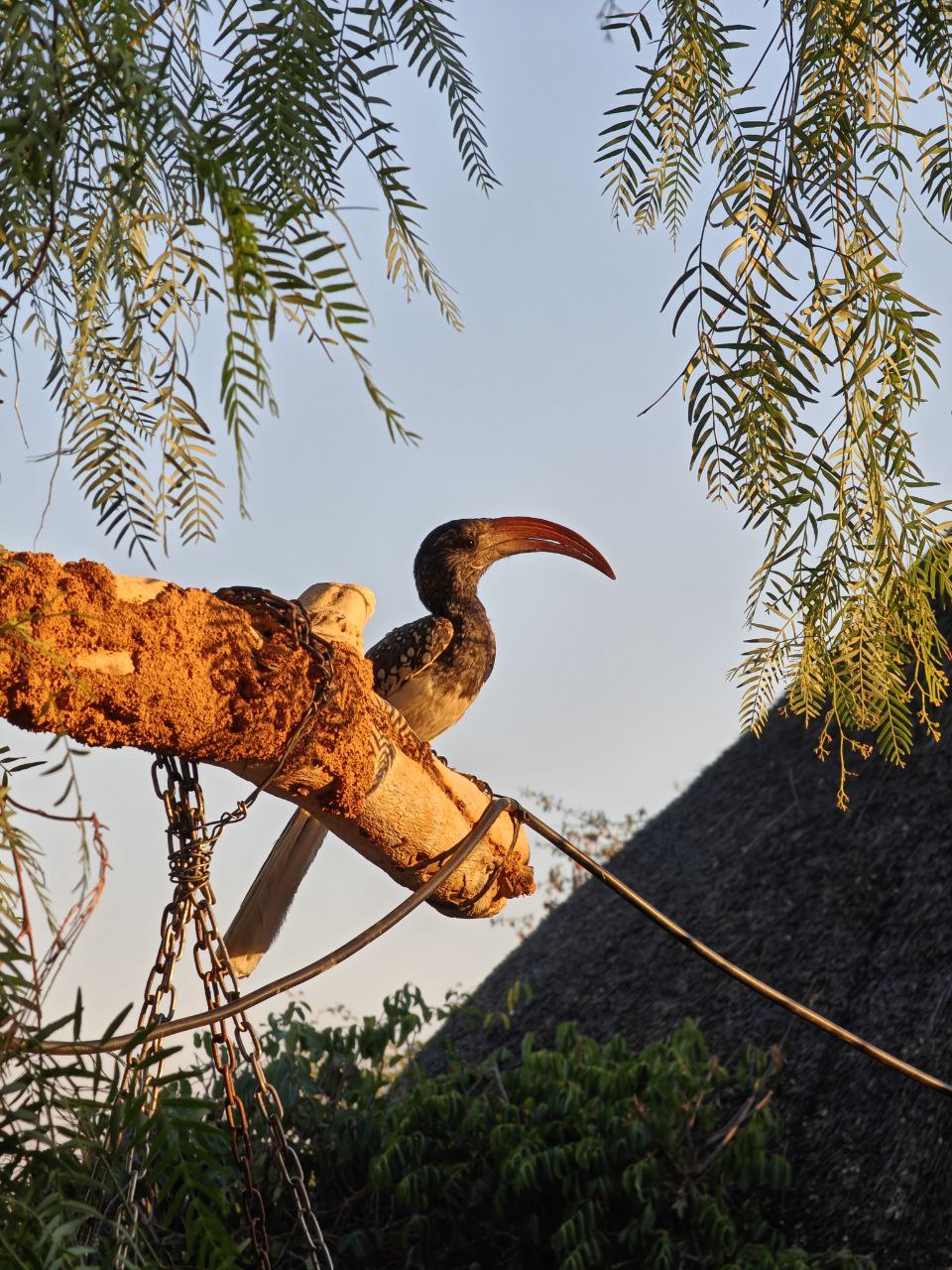 Африка! По следам большой пятерки ! (5/63)