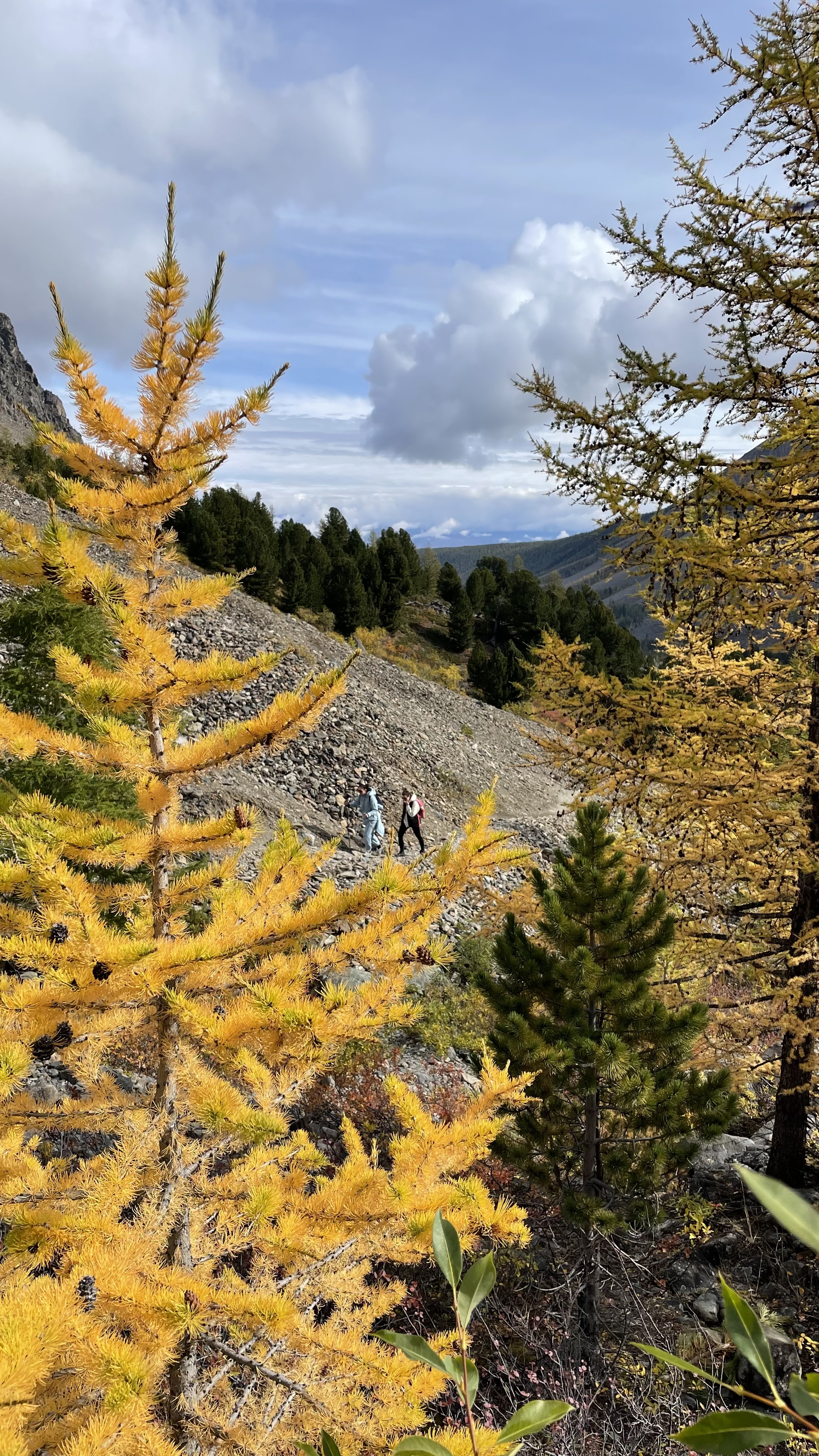 Золото осеннего Алтая (25/50)