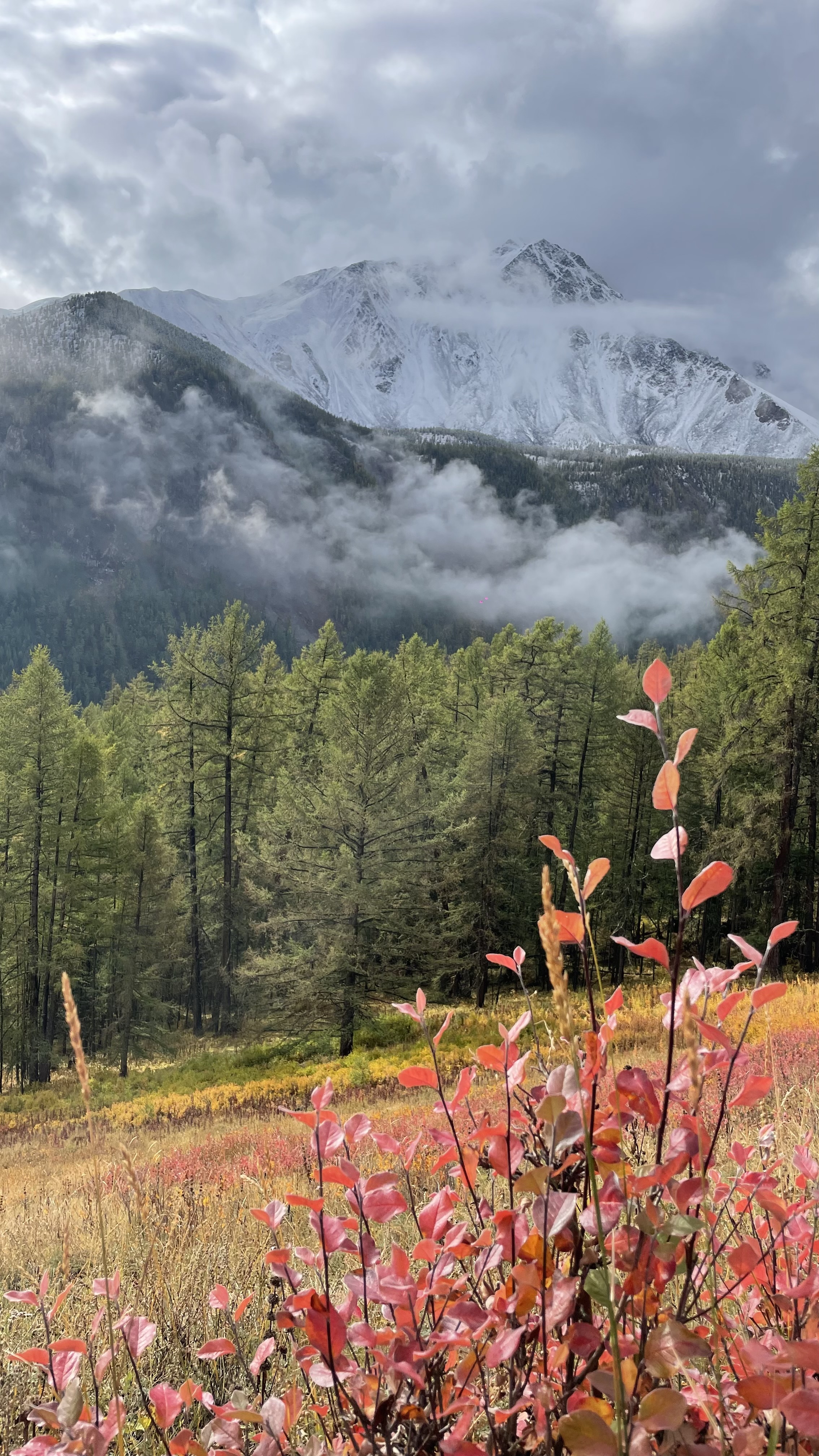 Золото осеннего Алтая (24/50)