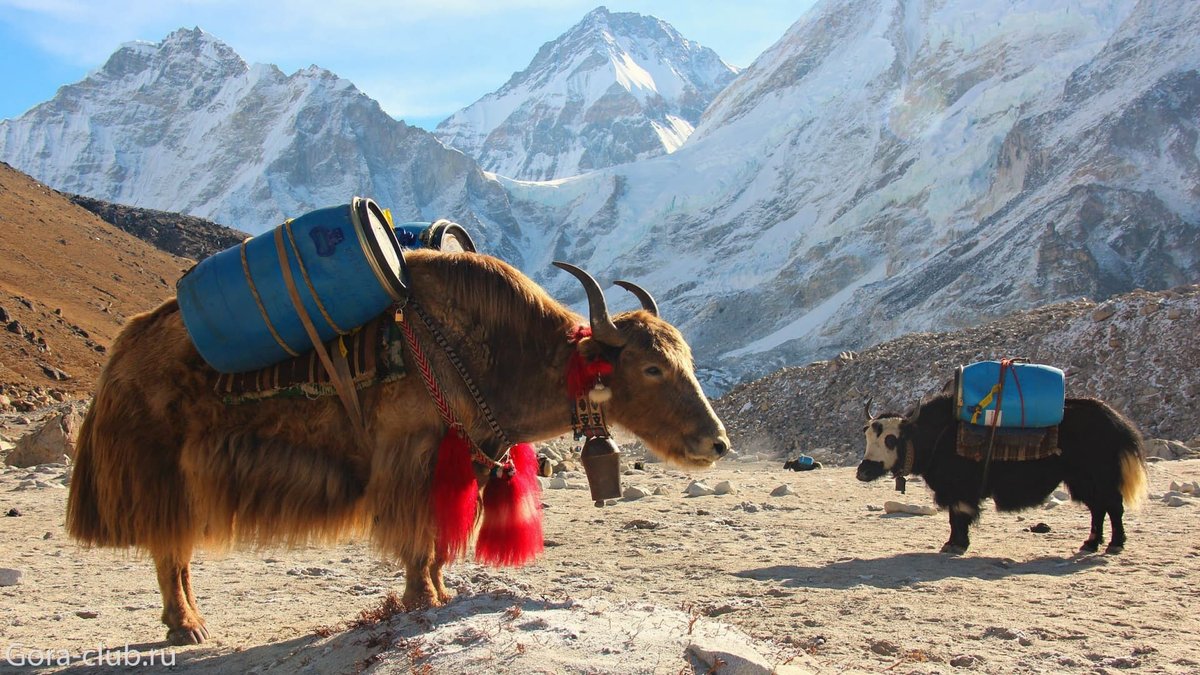 Непал. Трек к базовому лагерю Эвереста (21/34)