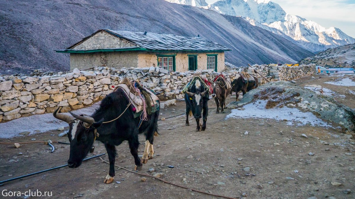 Непал. Трек к базовому лагерю Эвереста (16/34)