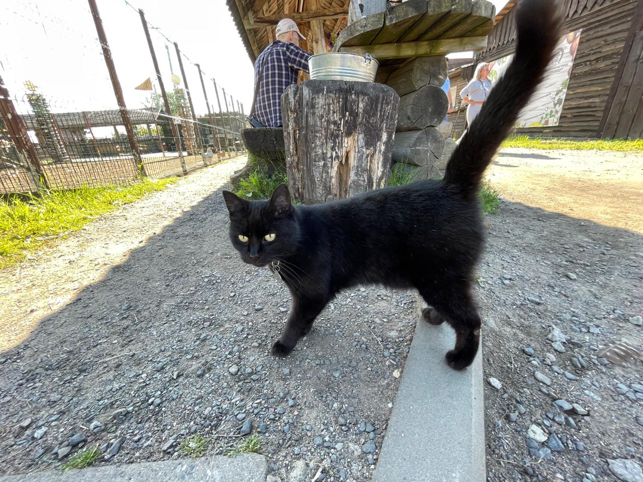 До Кижей и вокруг Ладоги (4/43)