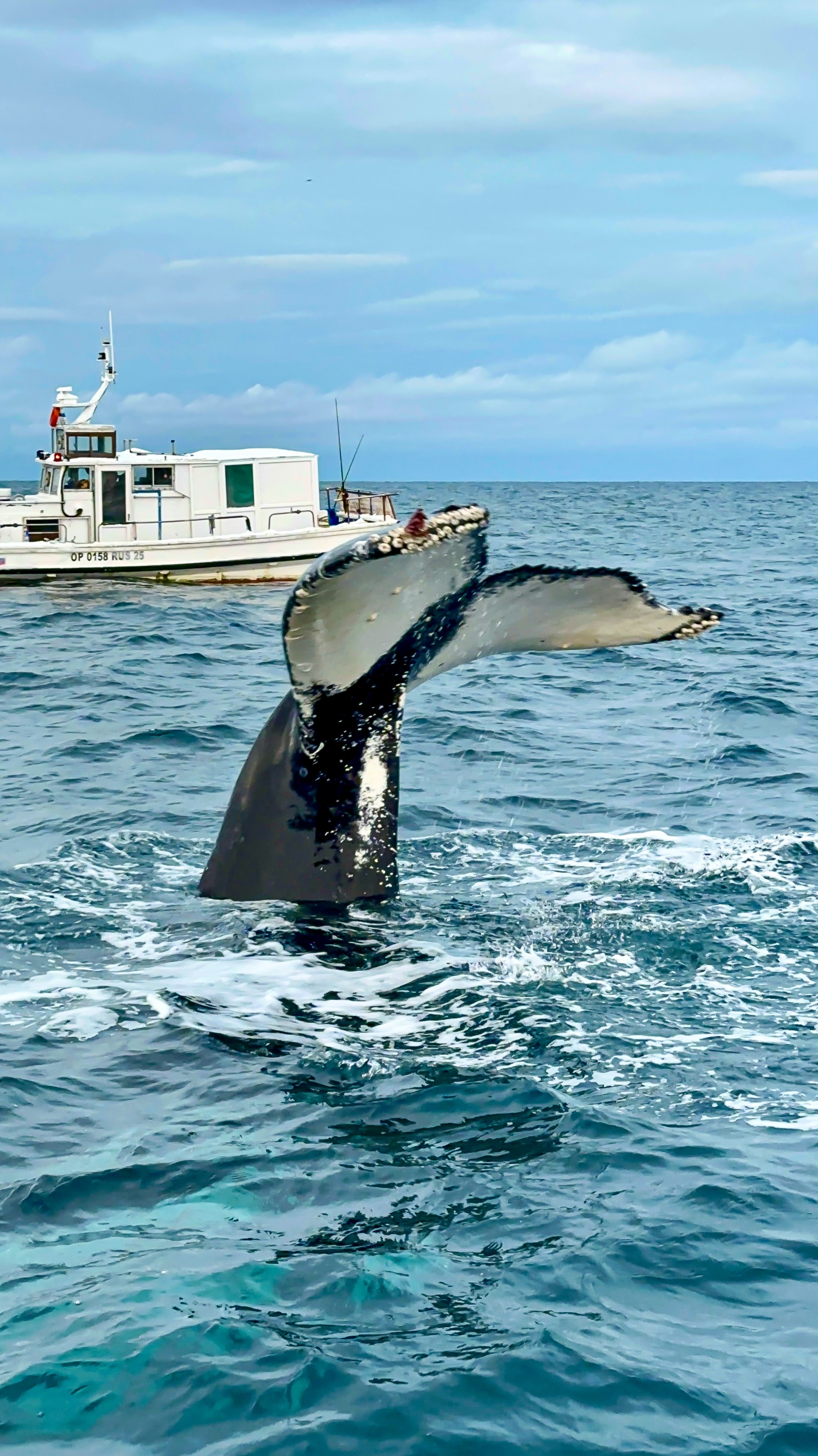В поисках Китов и Северного сияния: загадочная Териберка (29/67)
