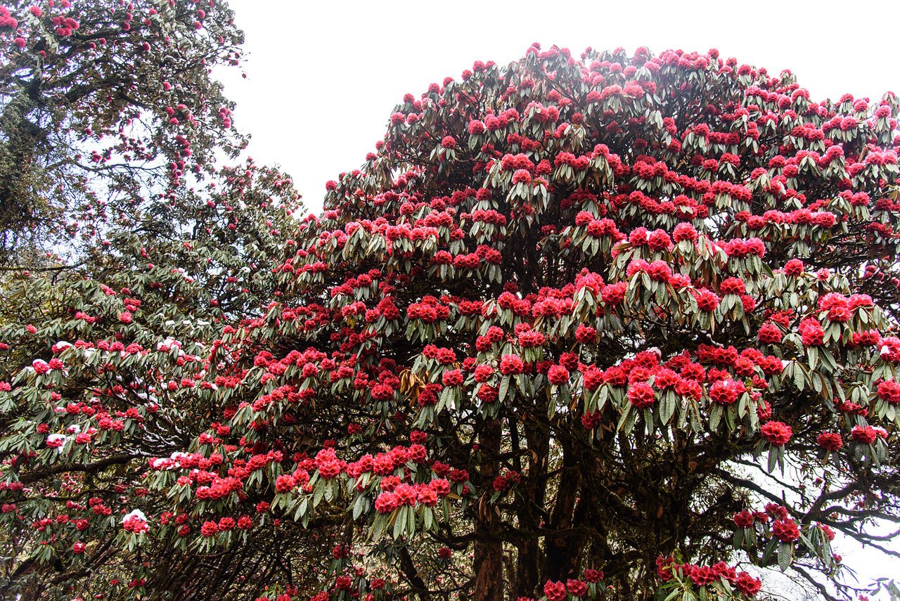 Непал: трек вокруг Аннапурны и озеро Тиличо (21/56)