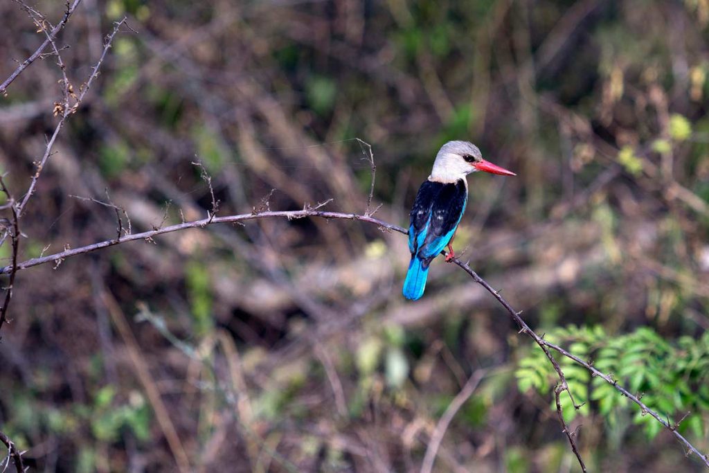 Беговая экспедиция и треккинг в горах Рувензори (17/17)