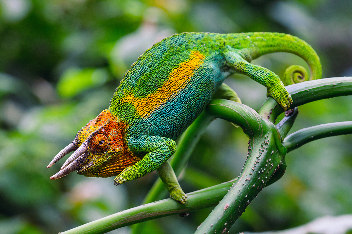 Беговая экспедиция и треккинг в горах Рувензори (5/17)