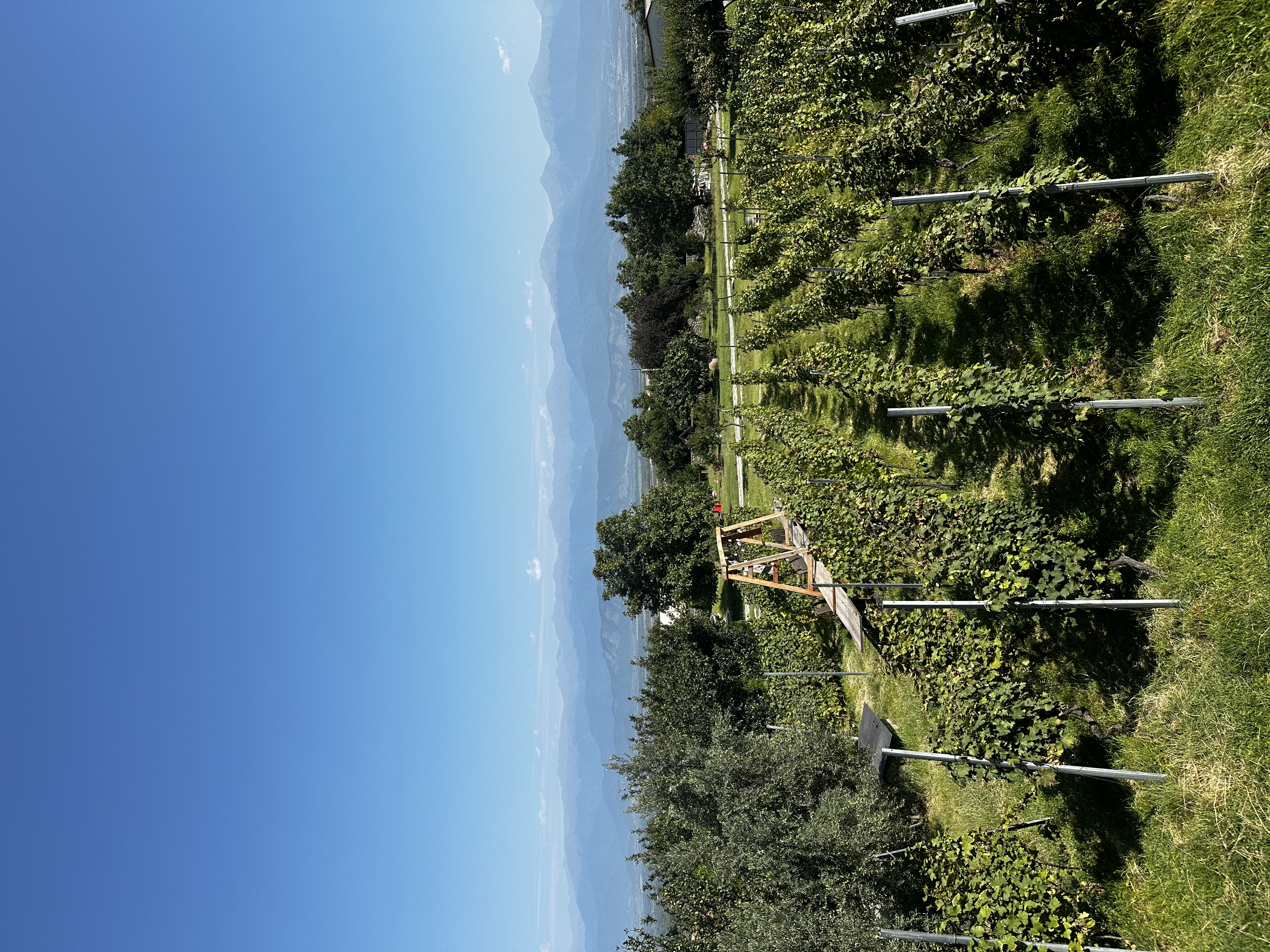 Ртвели! Винное спа - Тбилиси, Казбеги, Кахетия. Лучший гид грузии! (22/30)