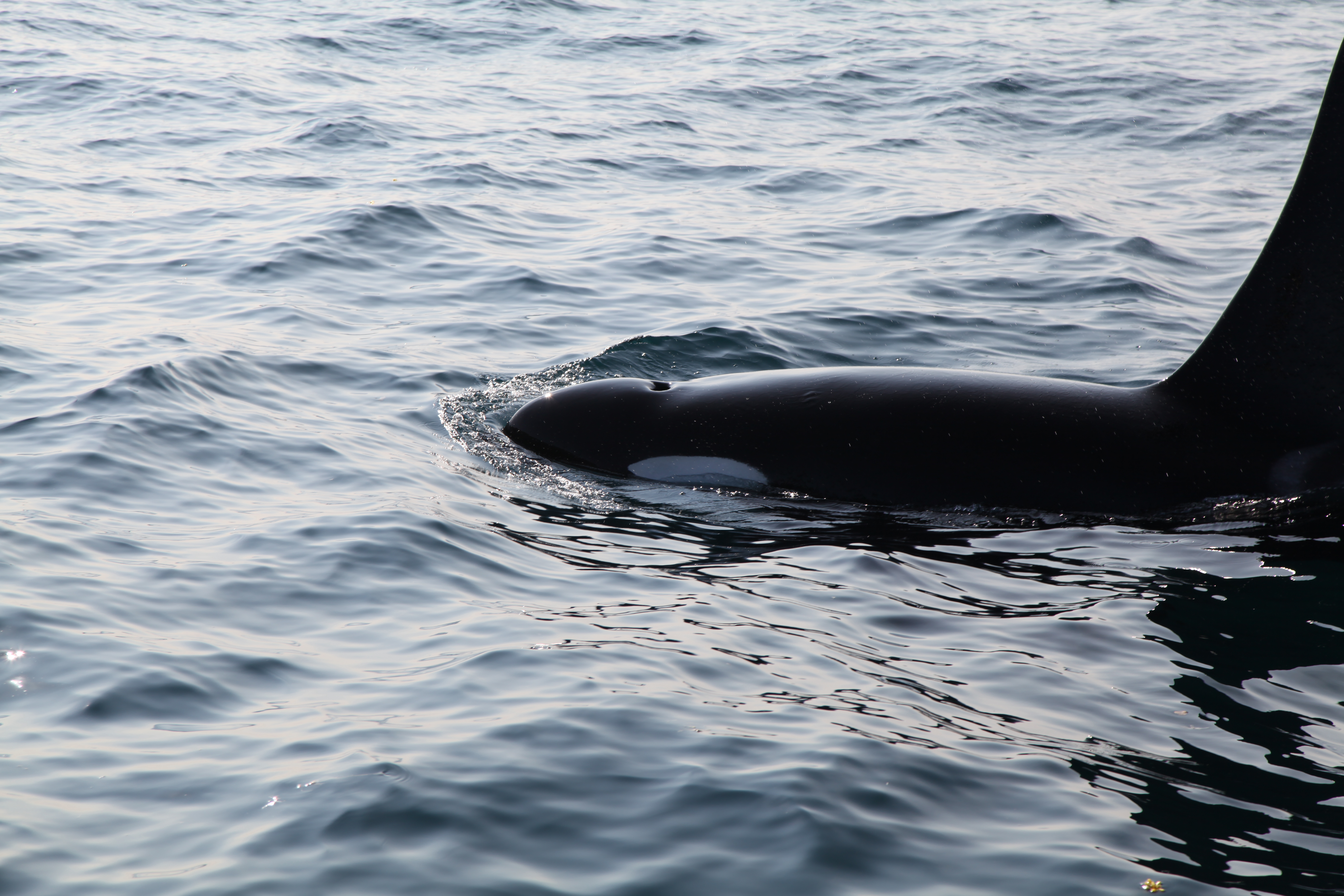 Камчатка с комфортом - приключение, которое перевернет вашу жизнь (12/63)