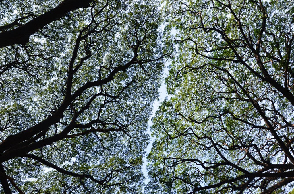 Южная Индия. От моря до гор и обратно (21/45)