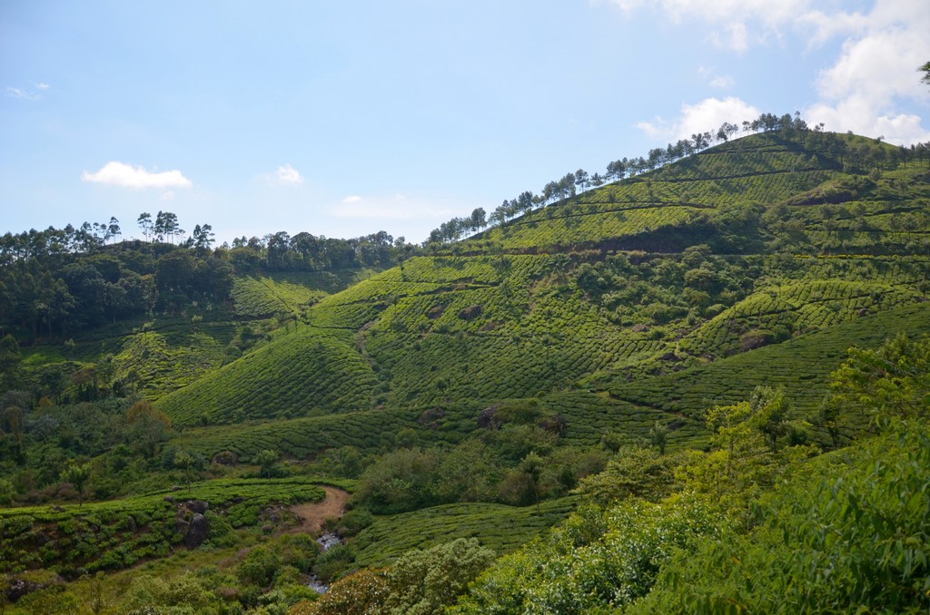 Южная Индия. От моря до гор и обратно (17/45)