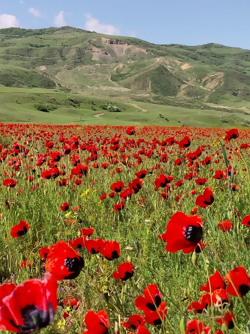 Фантастическая Грузия! 7 дней ярких впечатлений с душевным гидом Сандро (312/420)