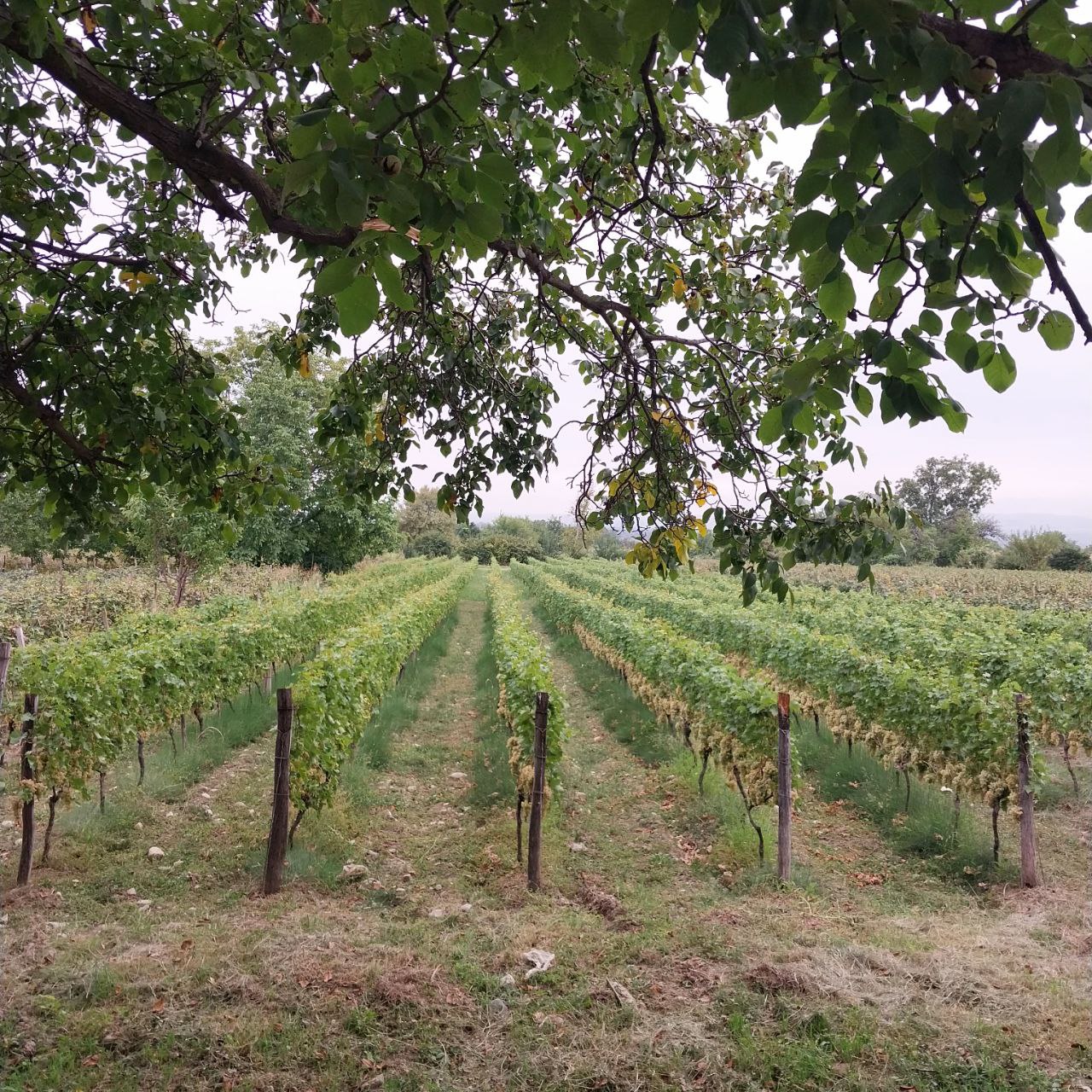 Фантастическая Грузия! 7 дней ярких впечатлений с душевным гидом Сандро (330/420)