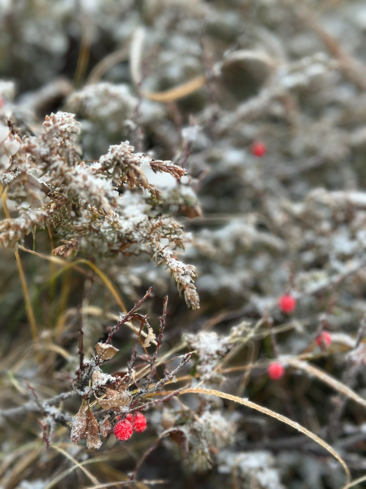 Звуки духов Алтая      New!!! (28/53)