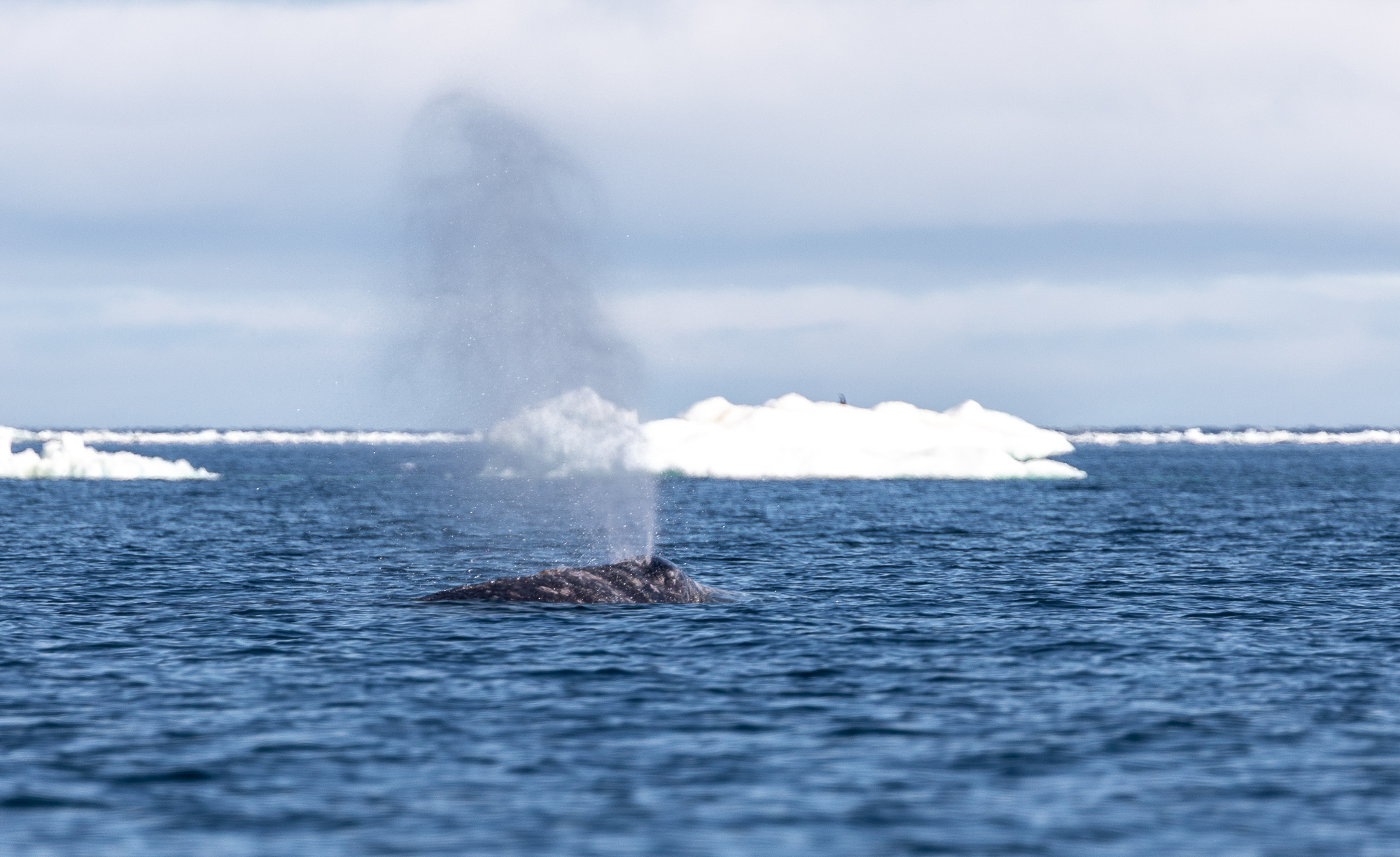 На Край Света (Мыс Дежнева, китобои и оленеводы Чукотки) (8/56)