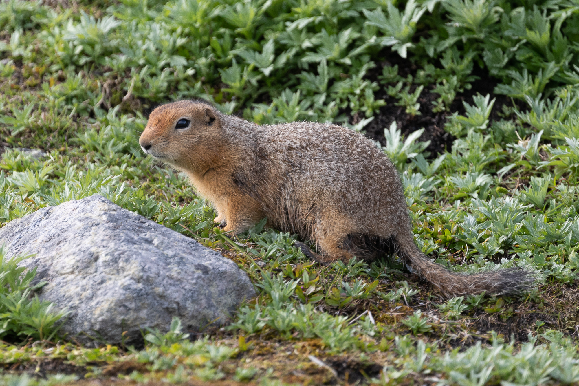 На Край Света (Мыс Дежнева, китобои и оленеводы Чукотки) (10/56)