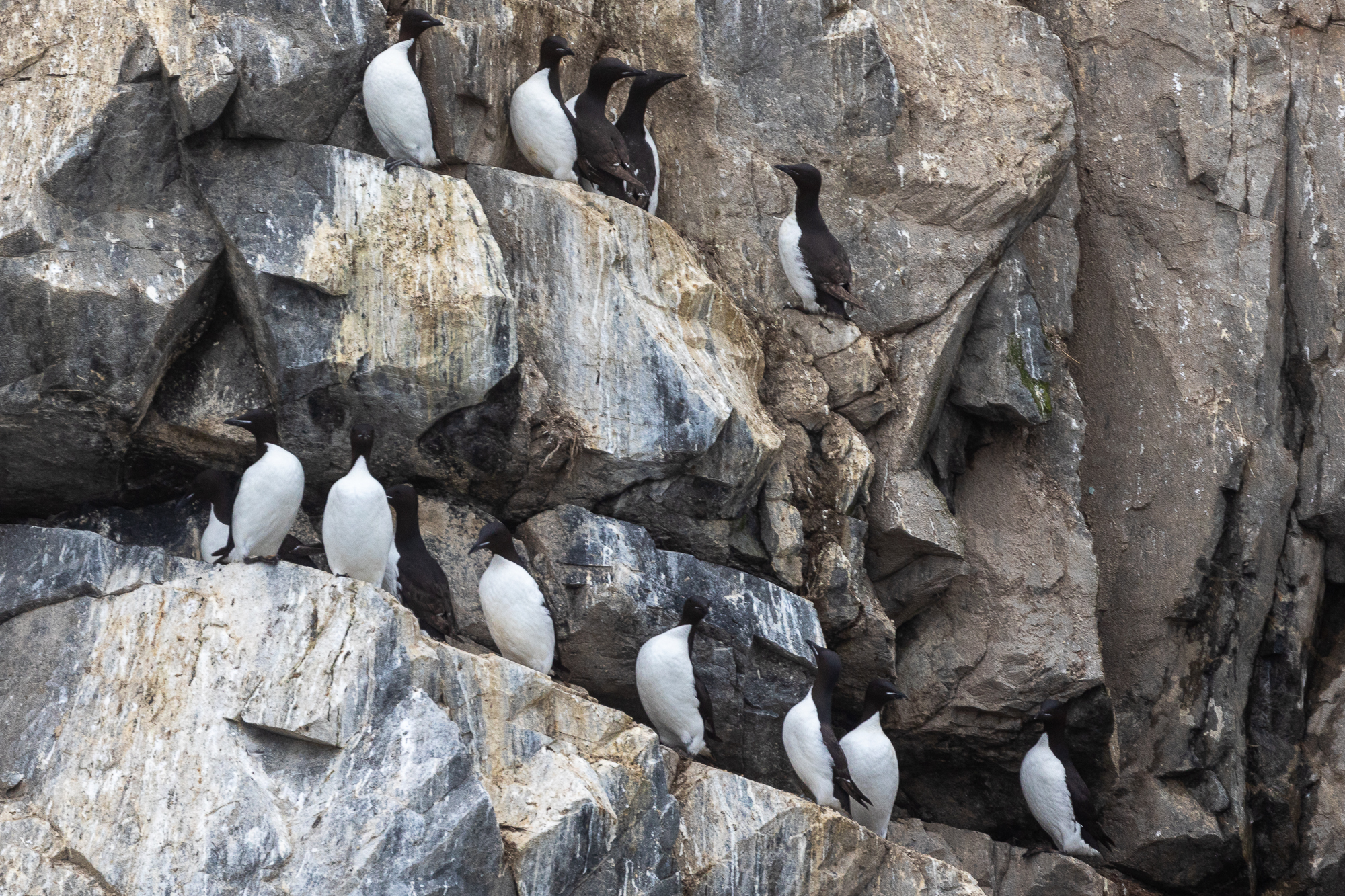 На Край Света (Мыс Дежнева, китобои и оленеводы Чукотки) (13/56)