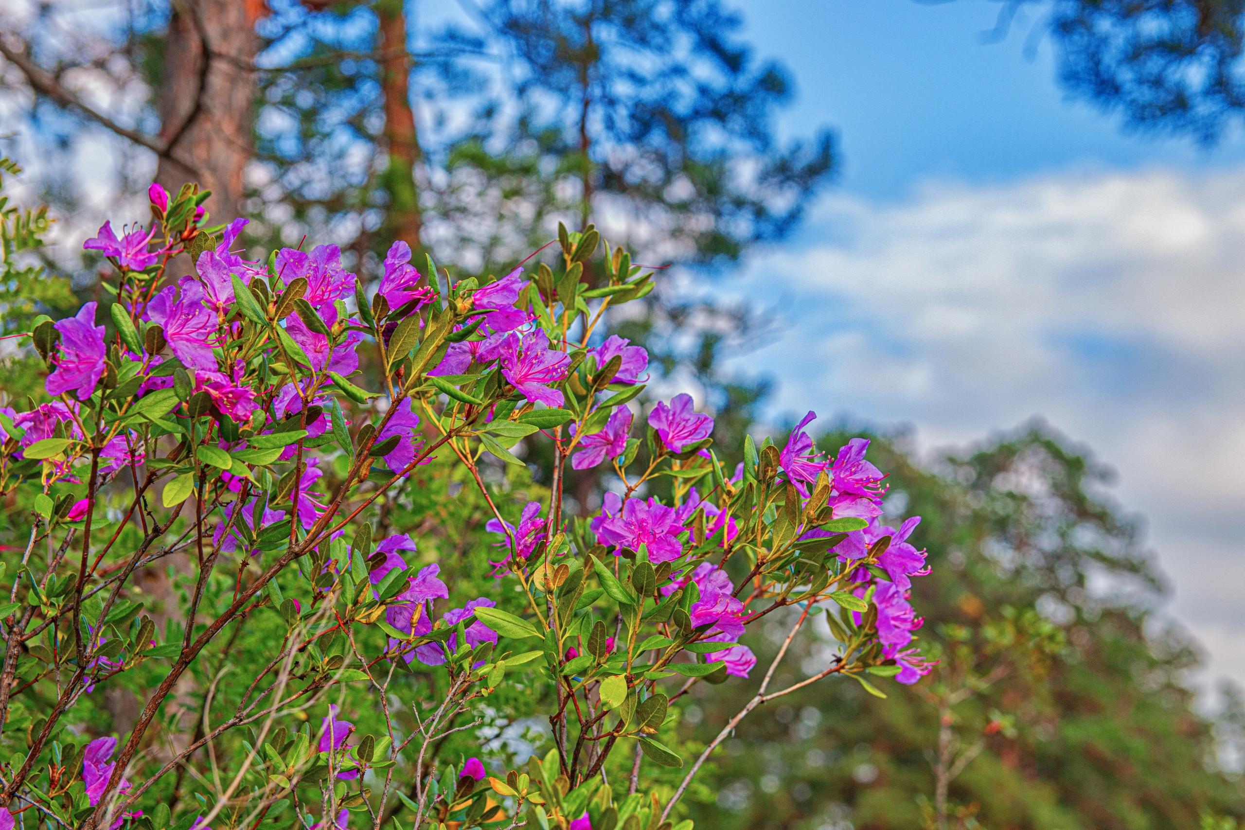 Весенний Алтай: фиолетовые горы и места силы (18/18)